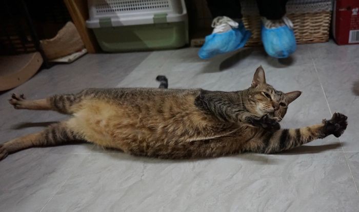 东虎 相册