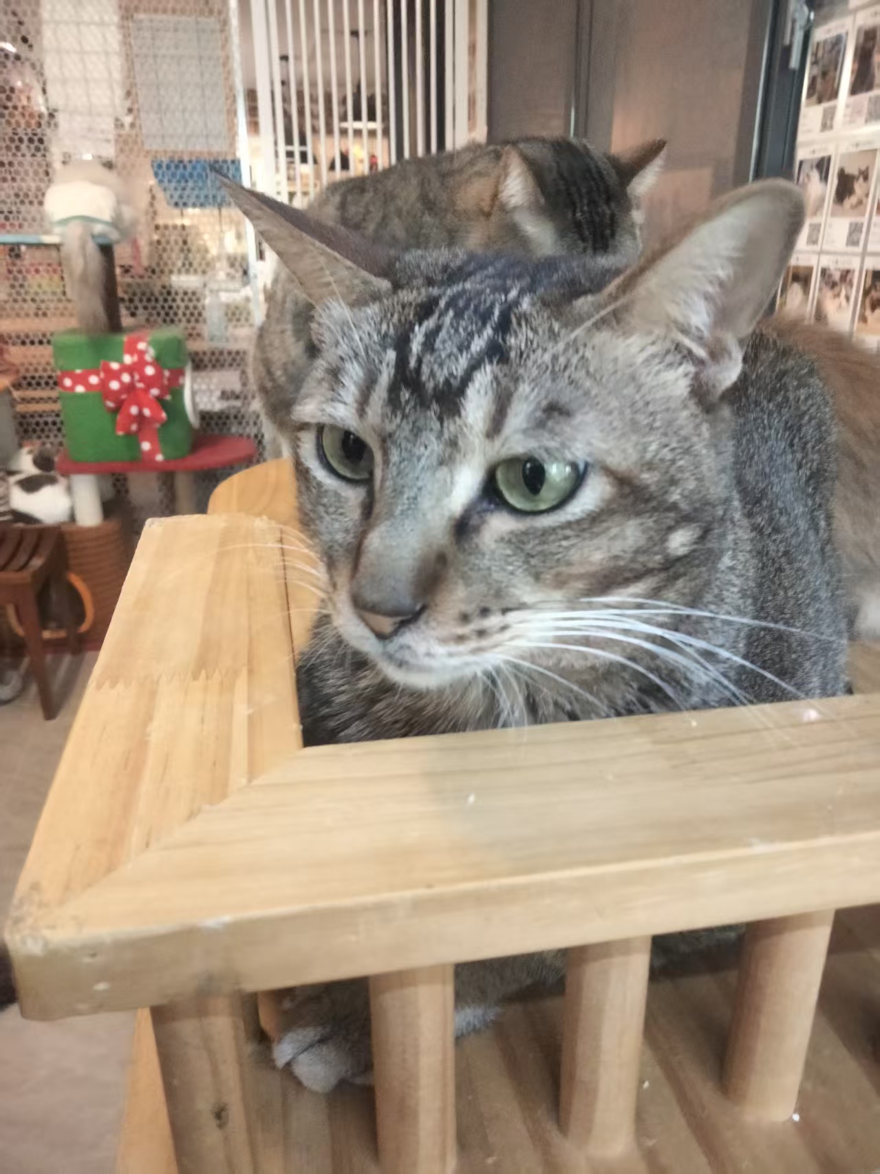 东虎 相册