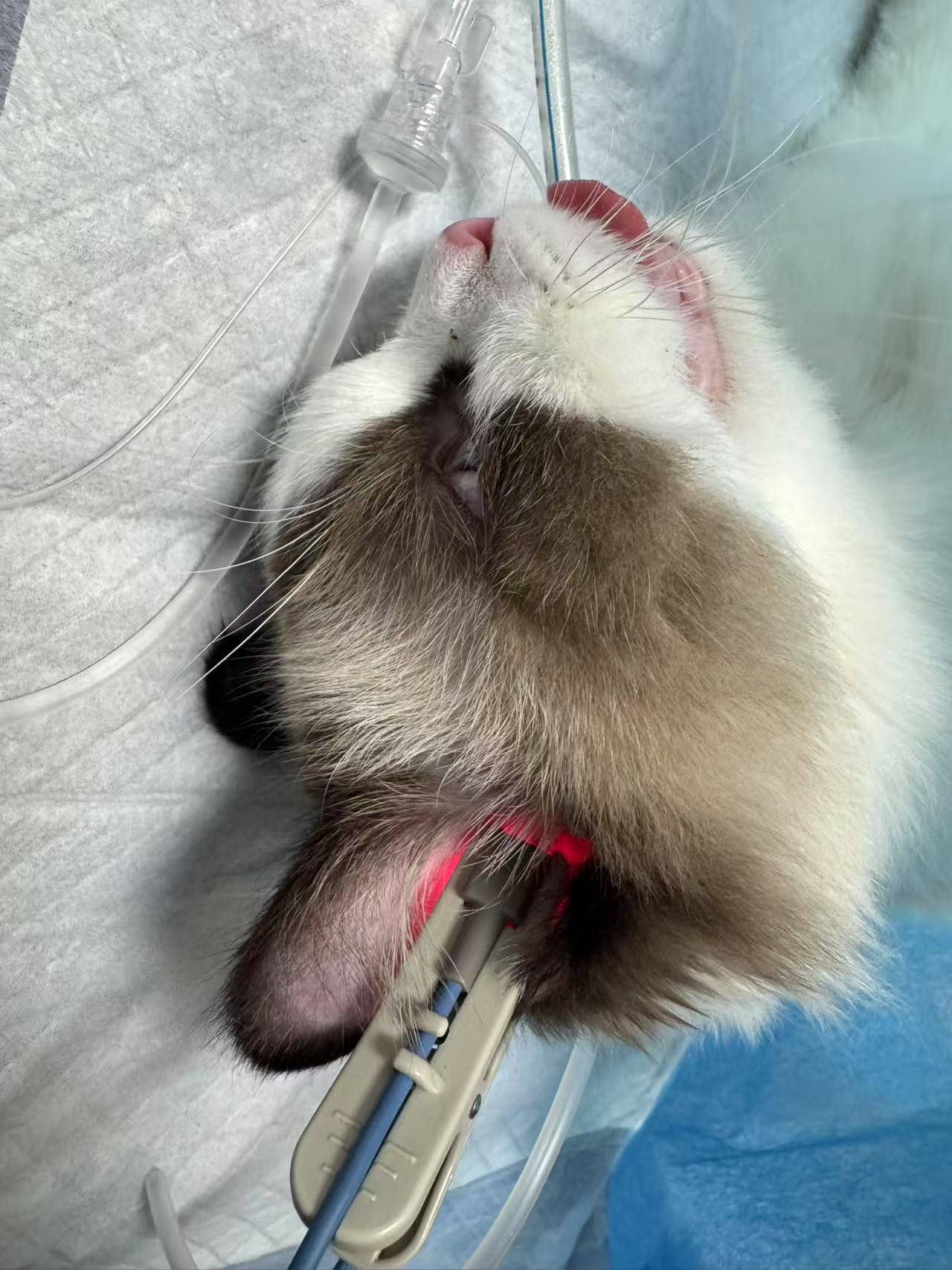 兔兔 相册