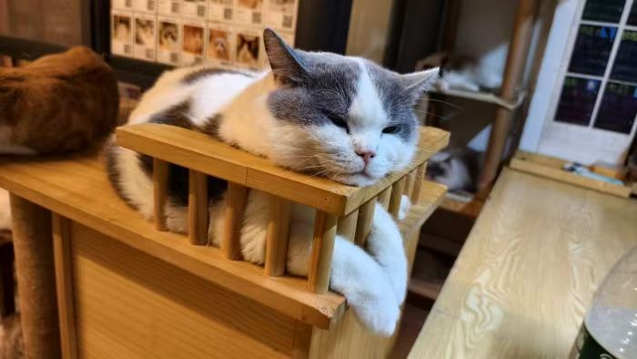 大牛 相册