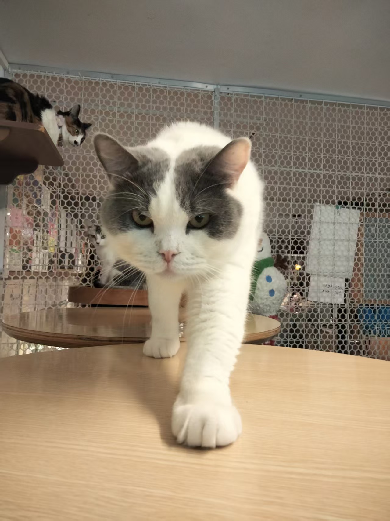 大牛 相册