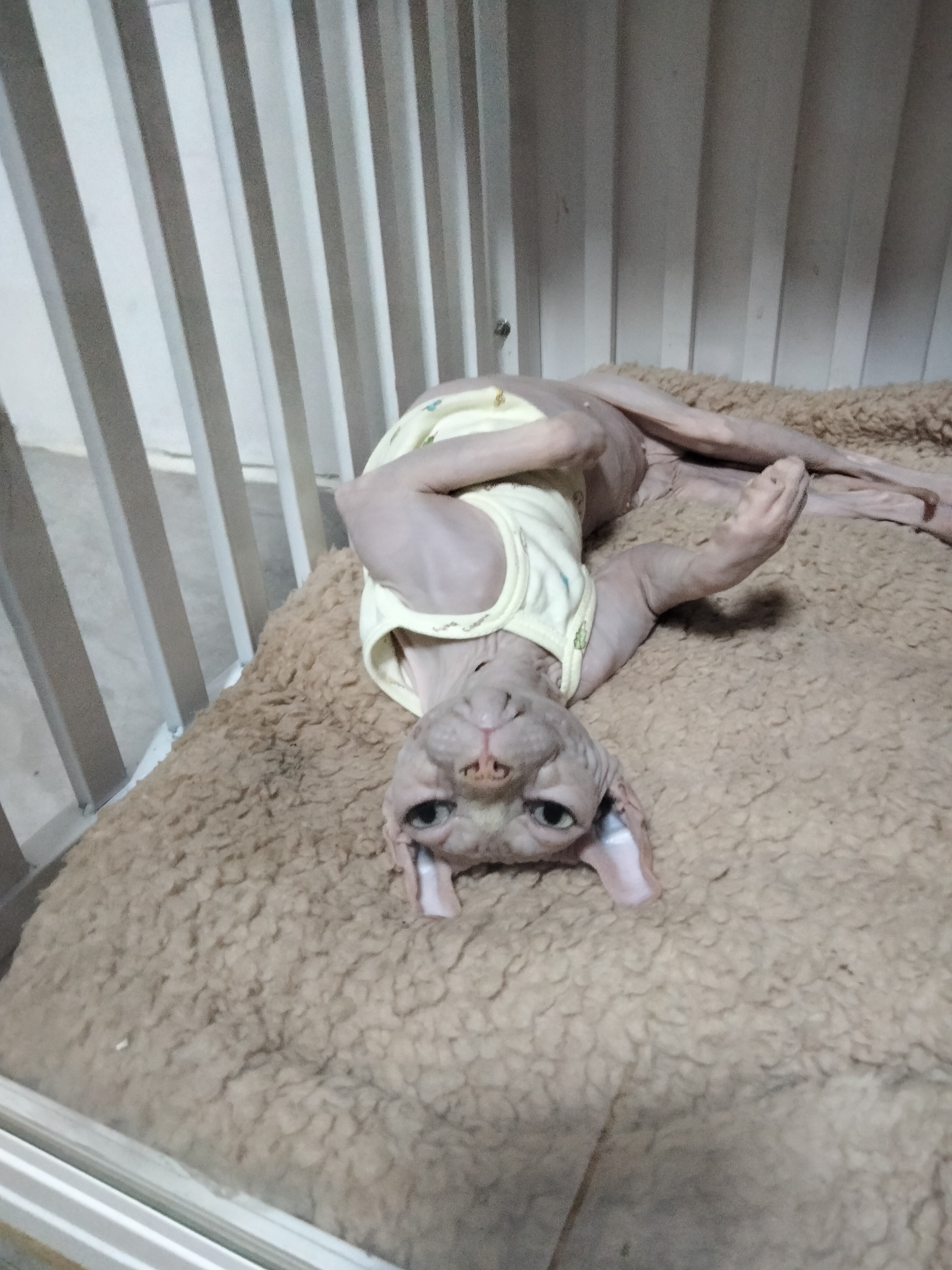 大莉 相册