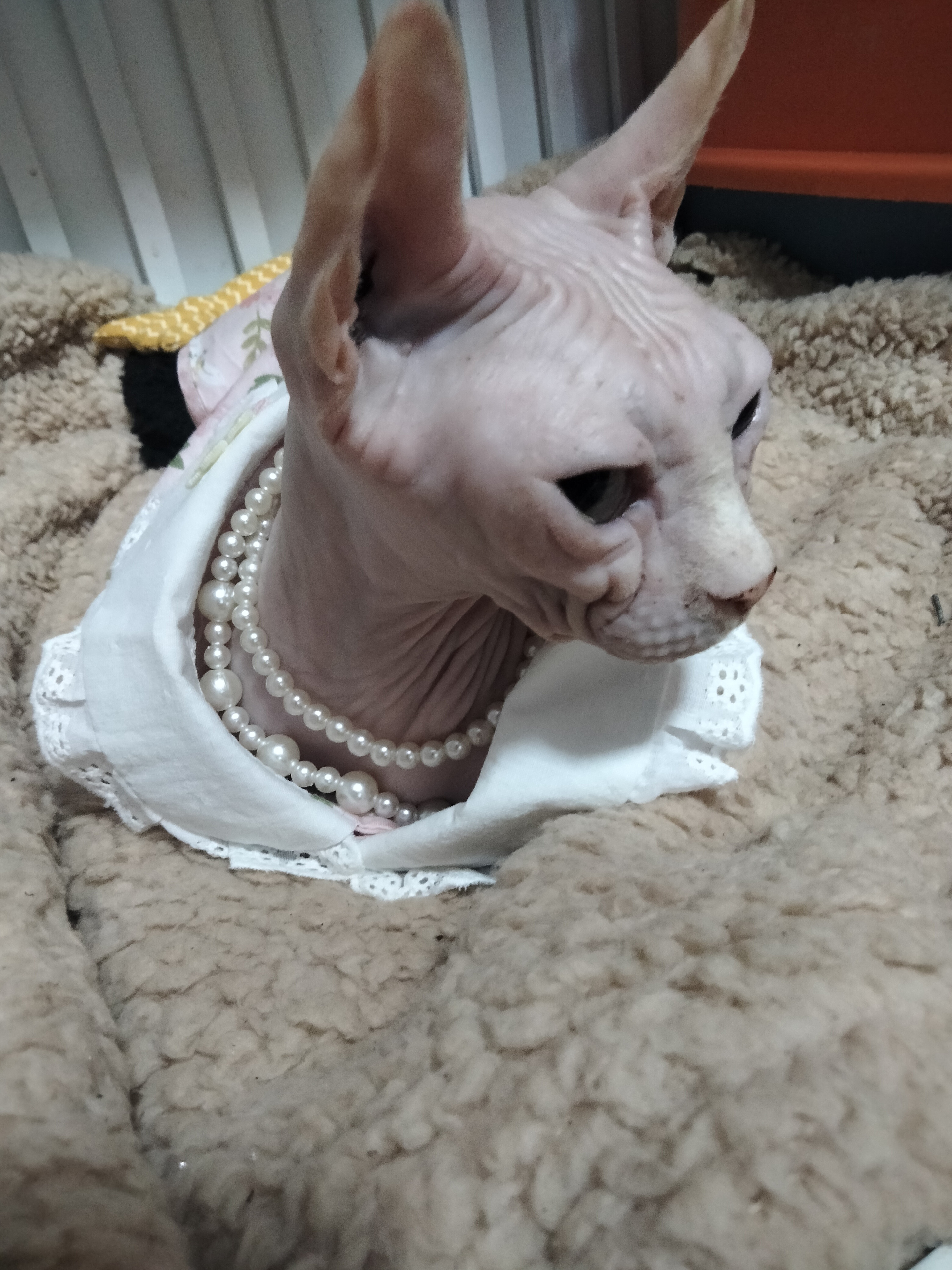 大莉 相册