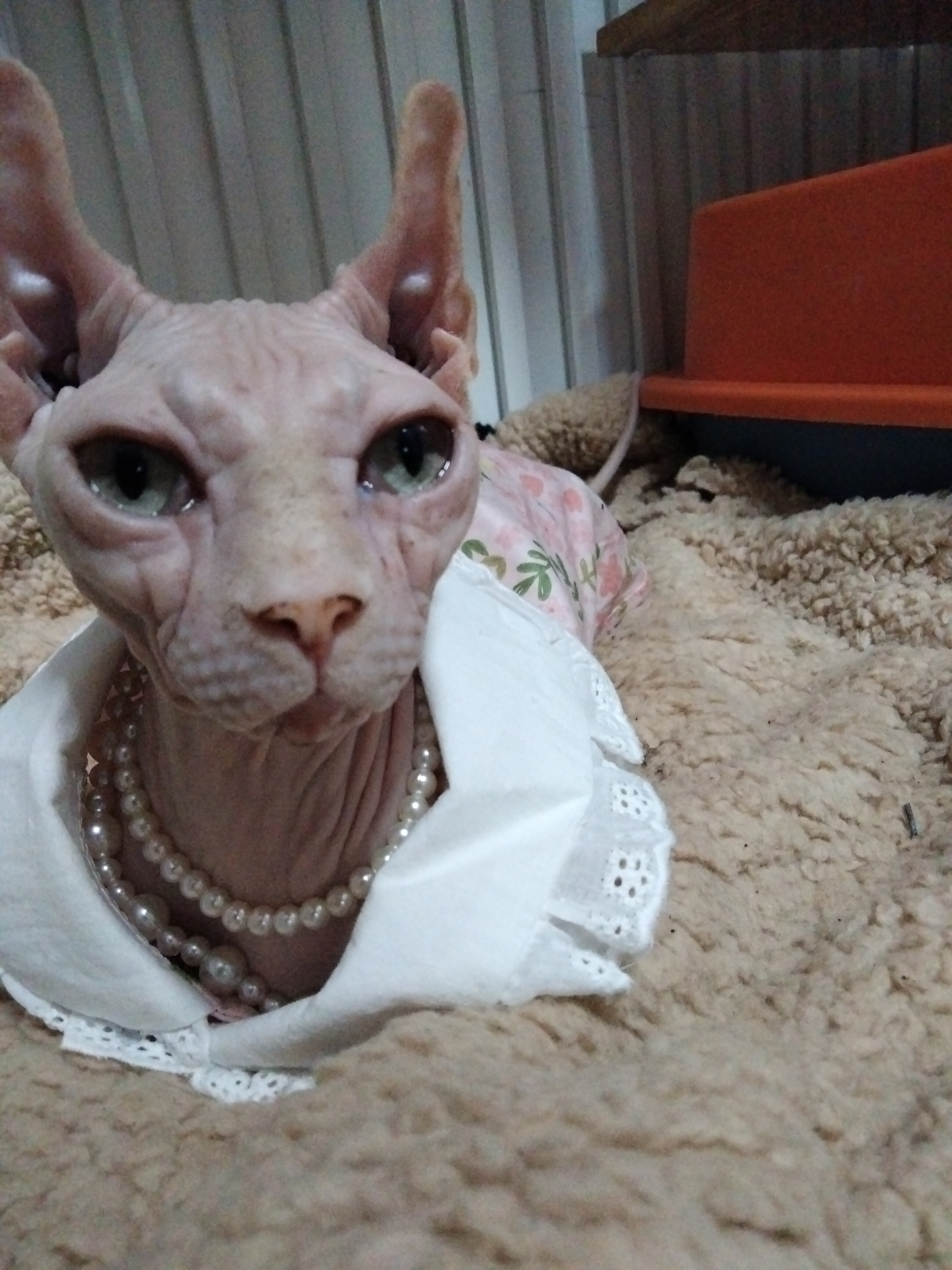 大莉 相册