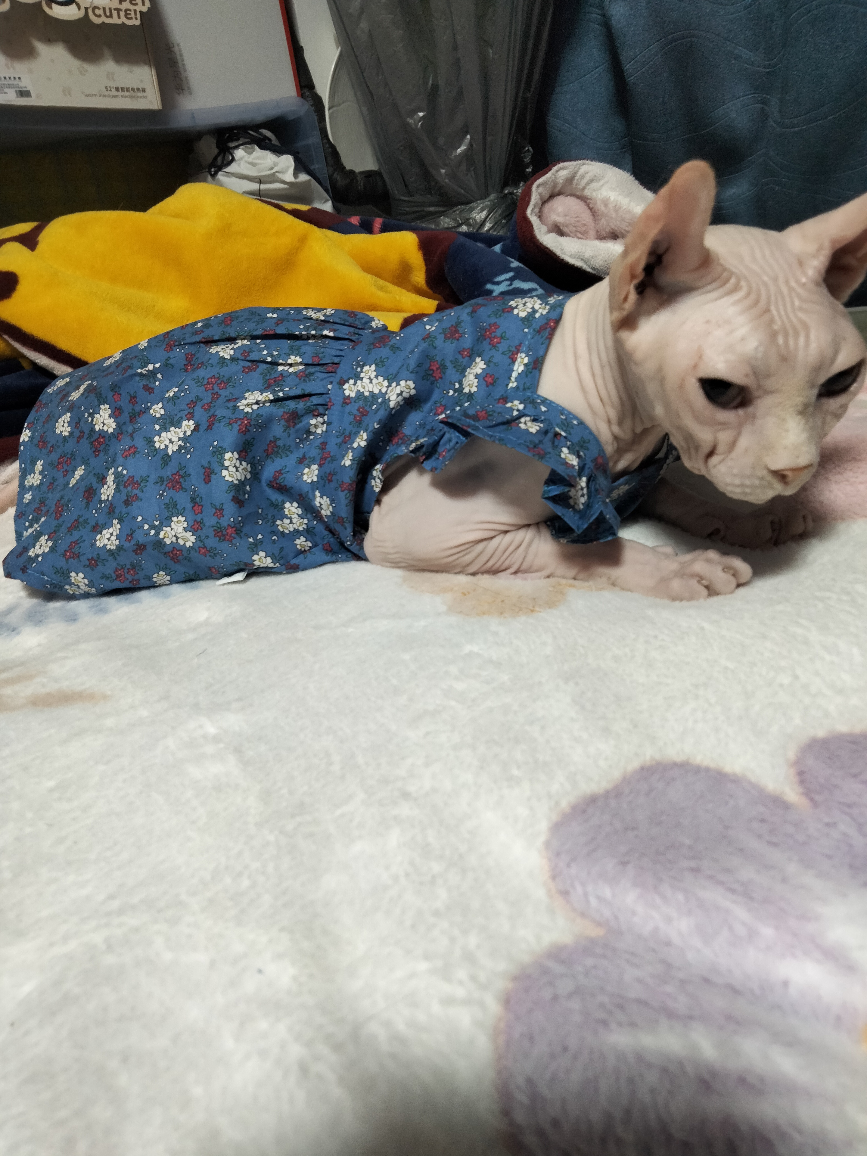 大莉 相册