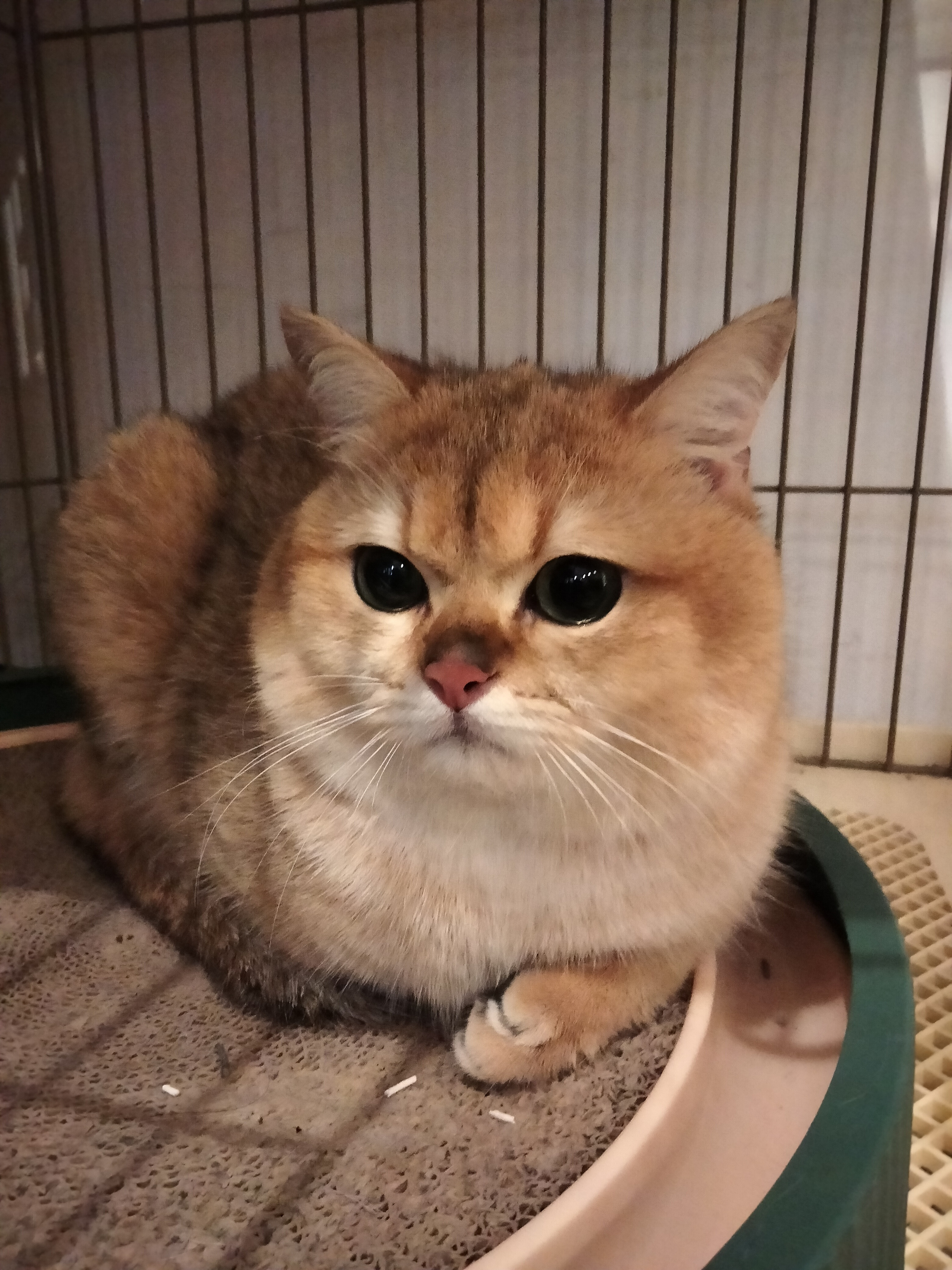 大饼 相册