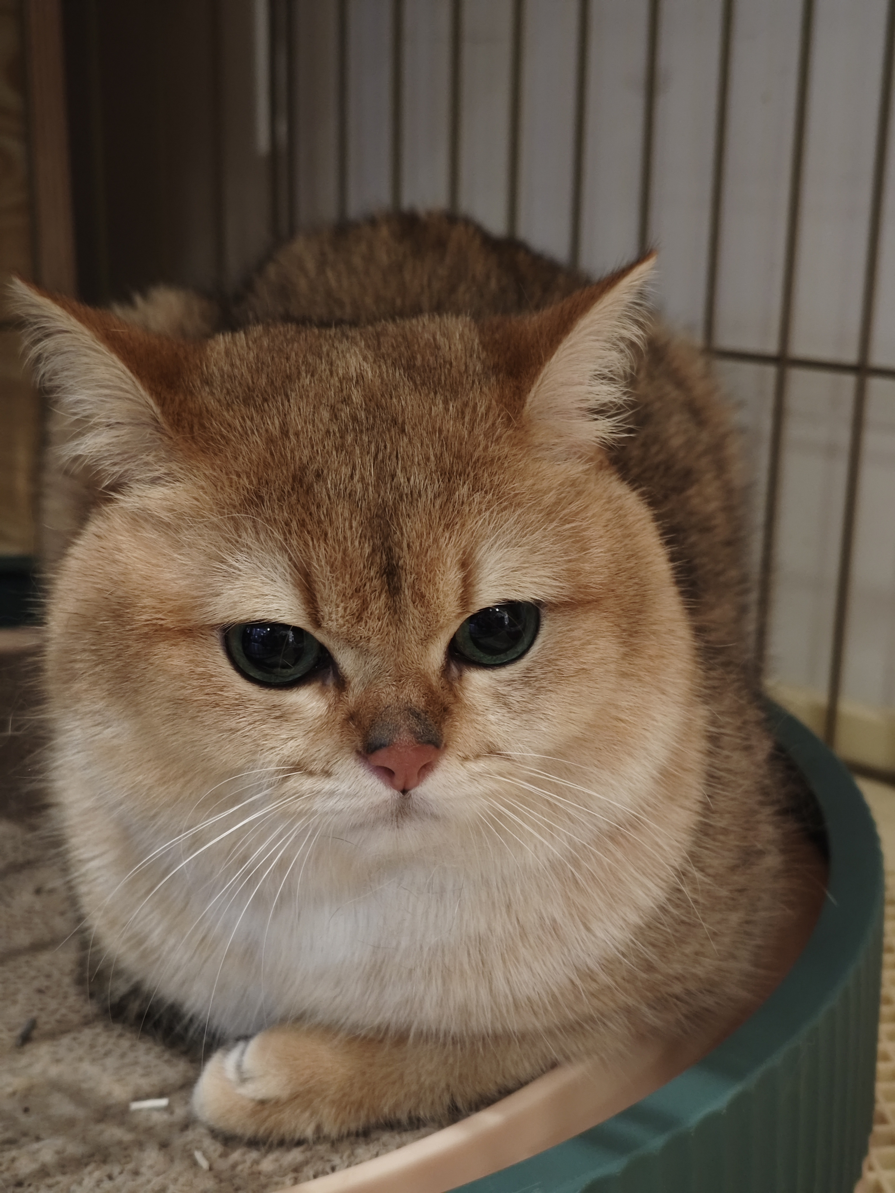 大饼 相册