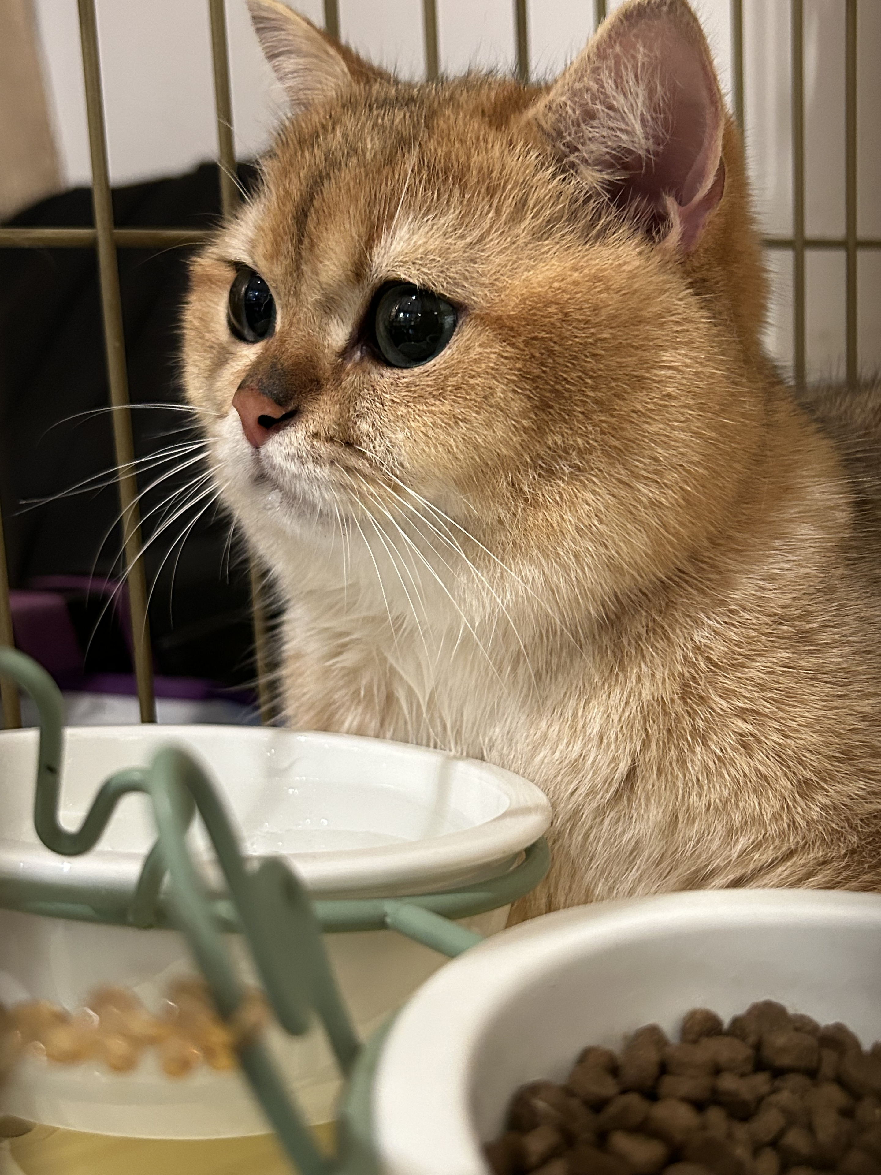 大饼 相册