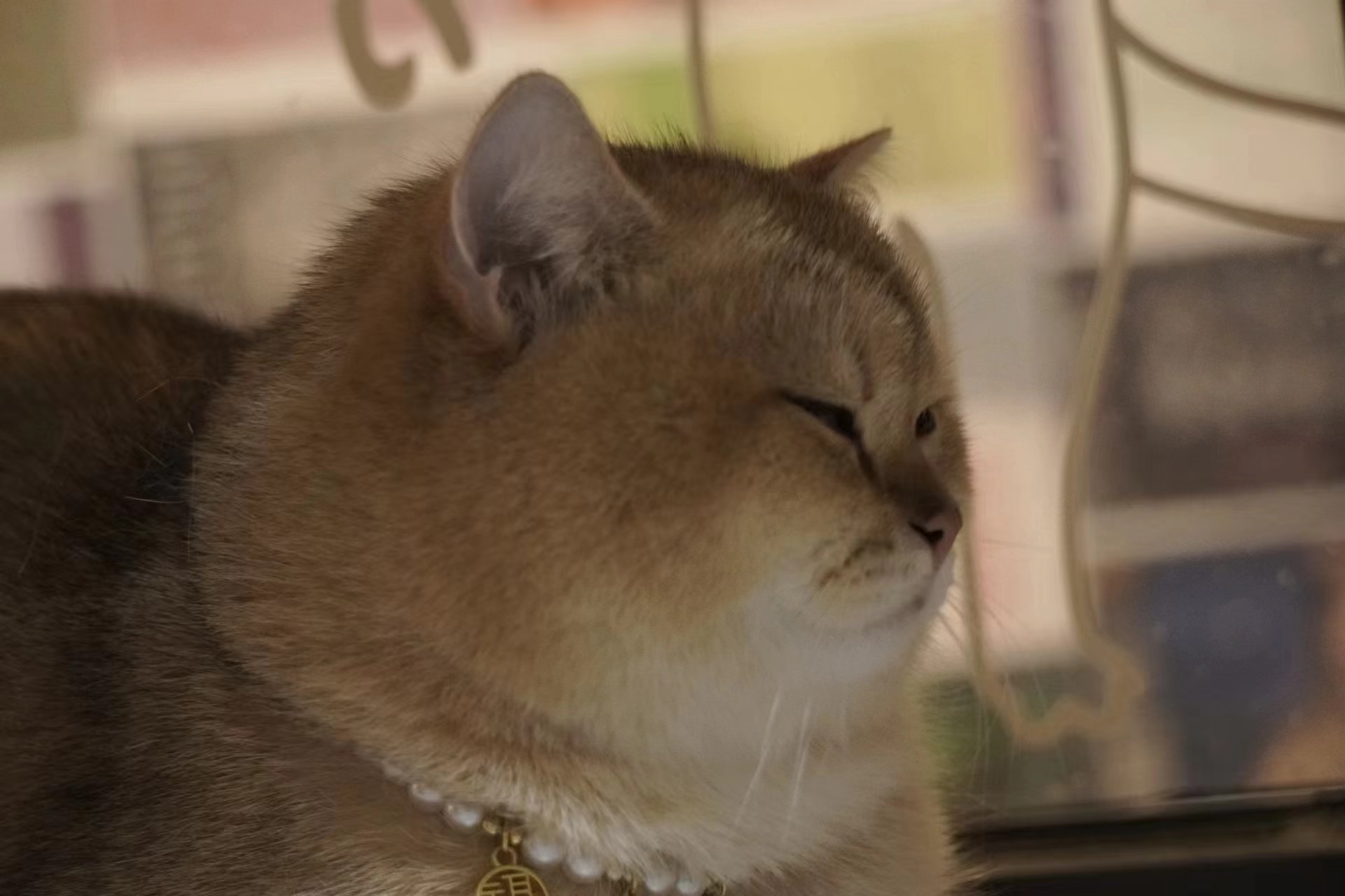 大饼 相册