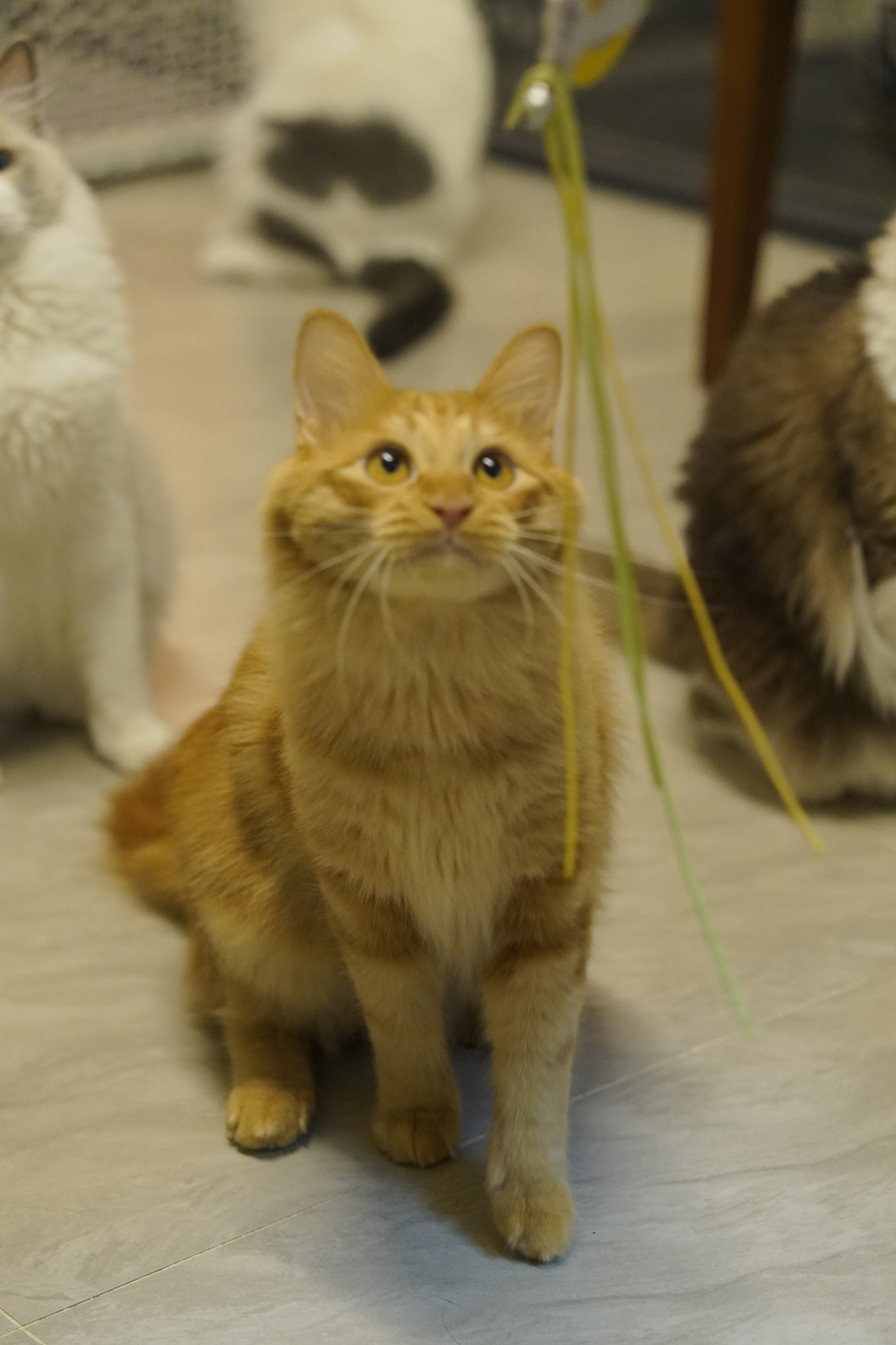 小咪 相册