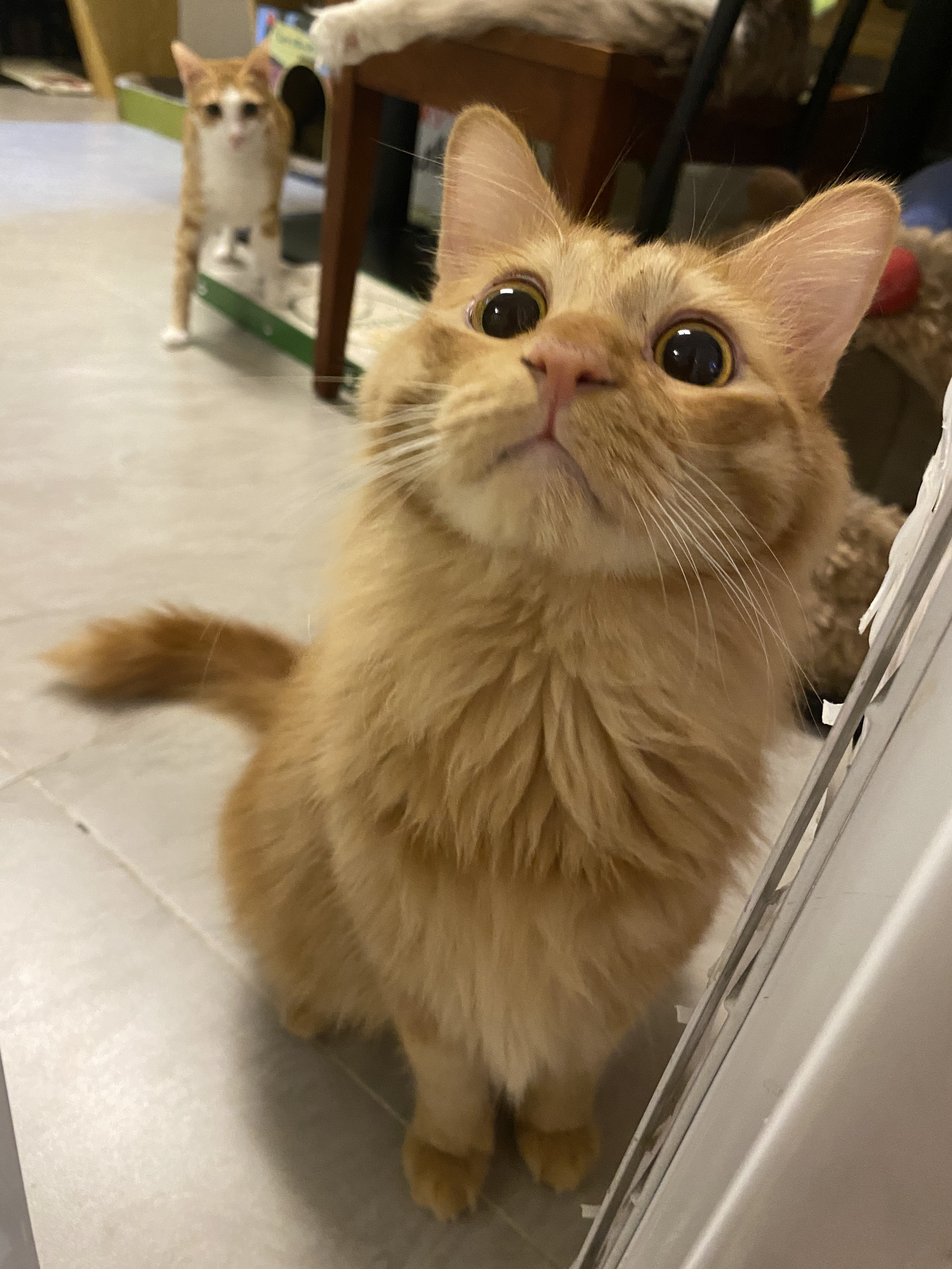 小咪 相册