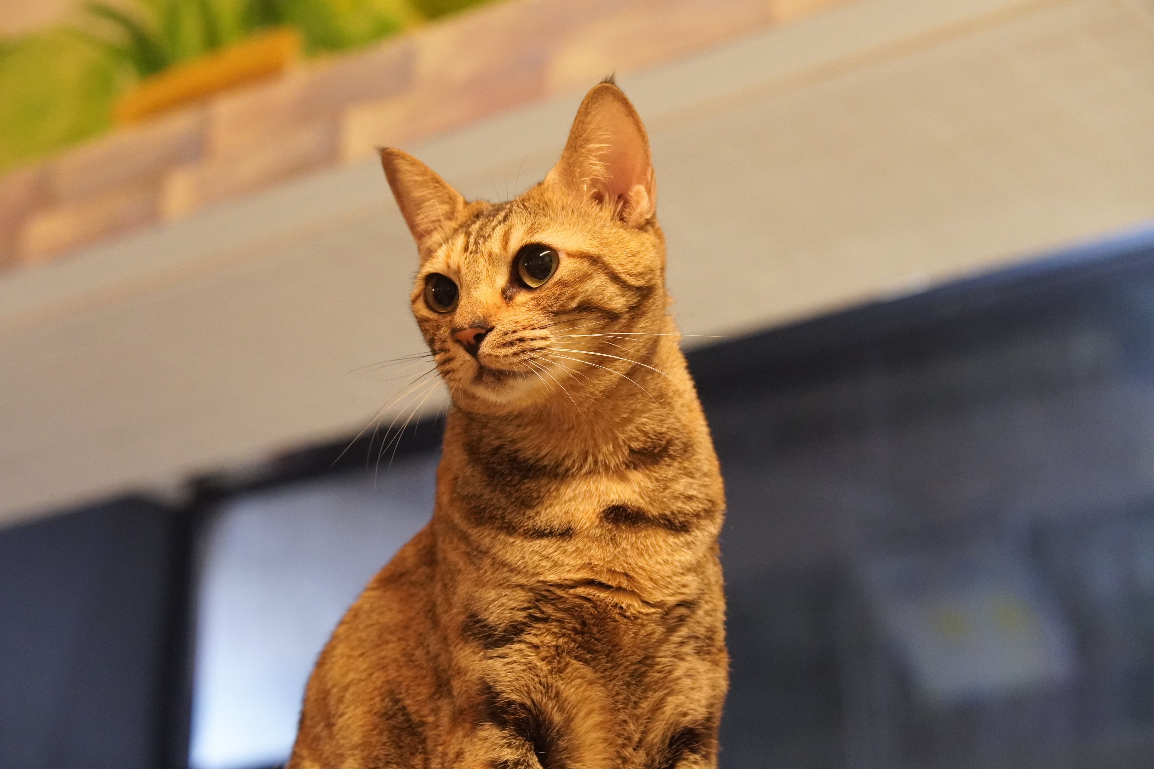 小爱 相册