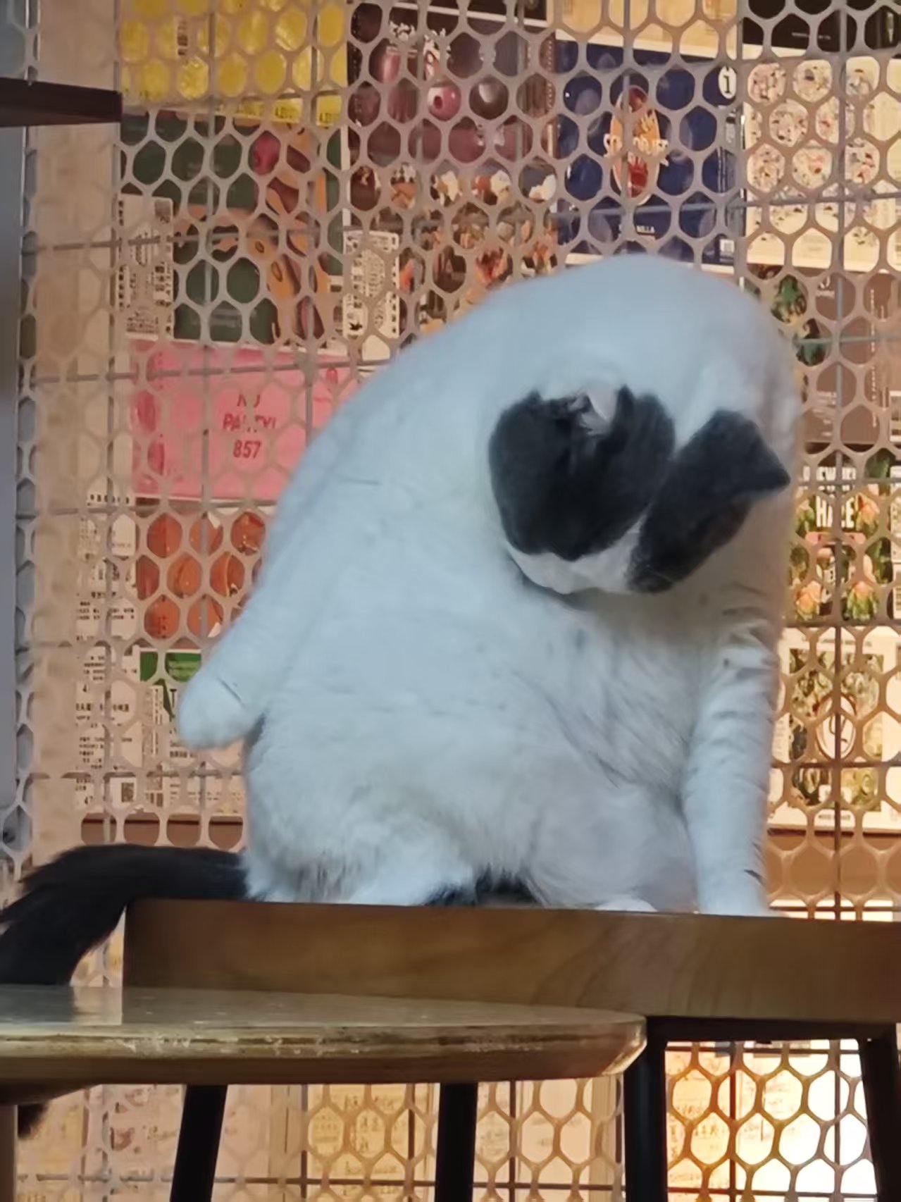 拉法 相册