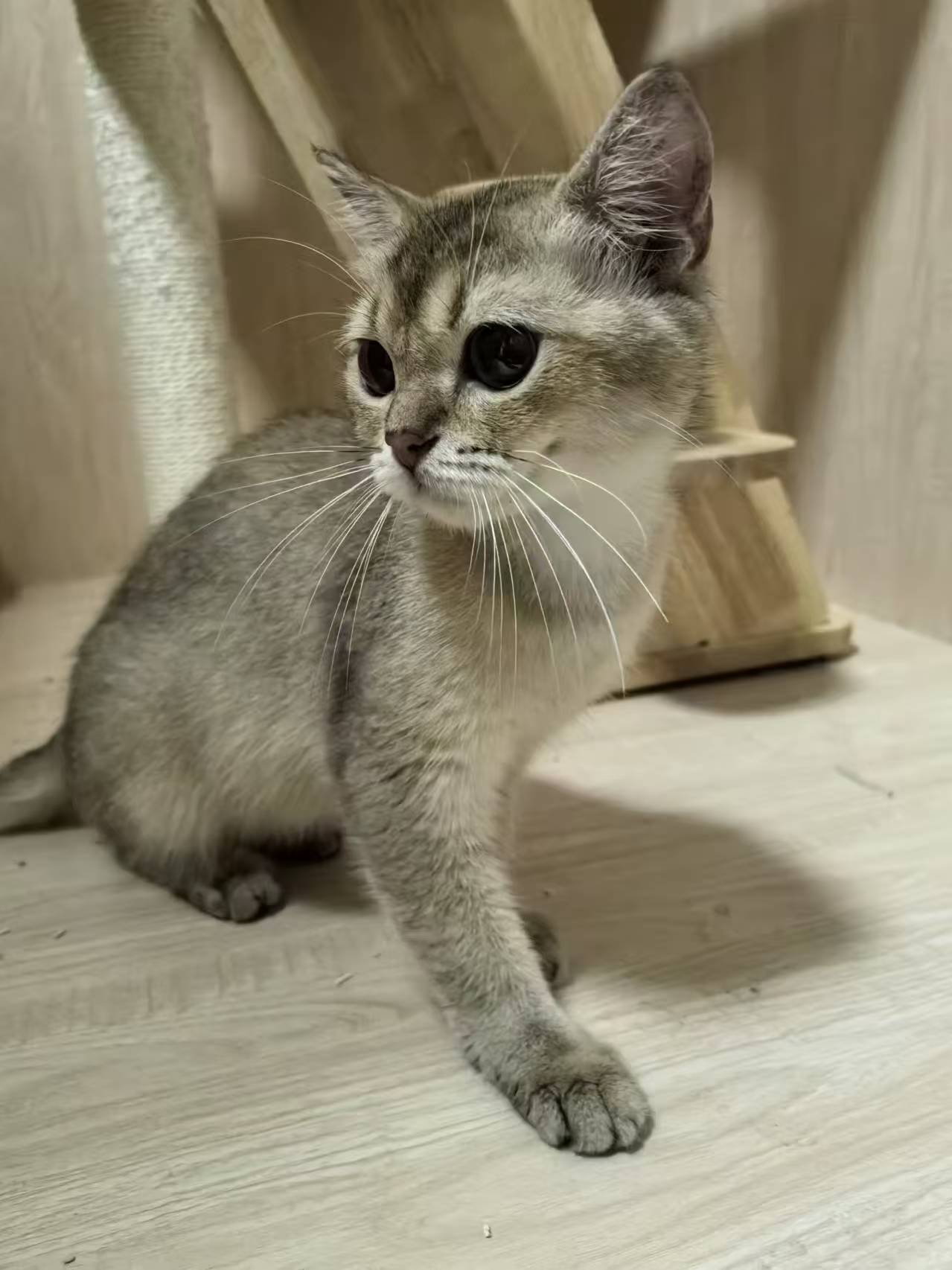 桃子 相册