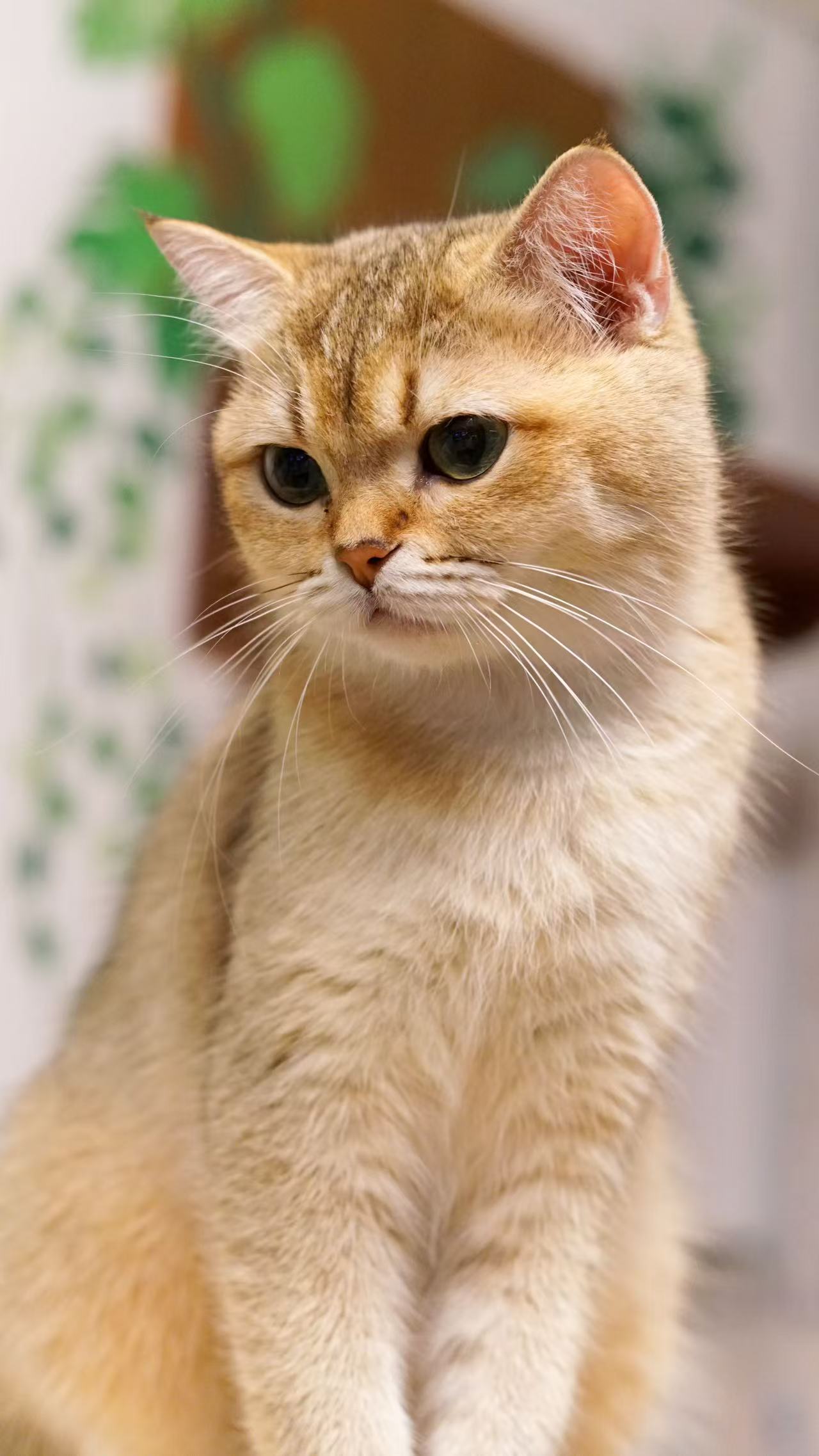 桃子 相册