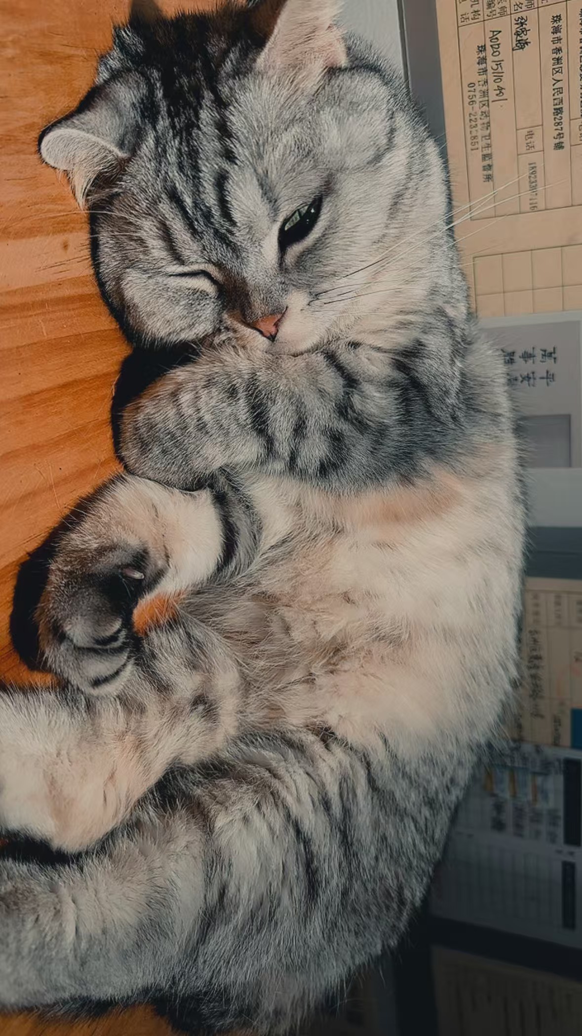 淘淘 相册