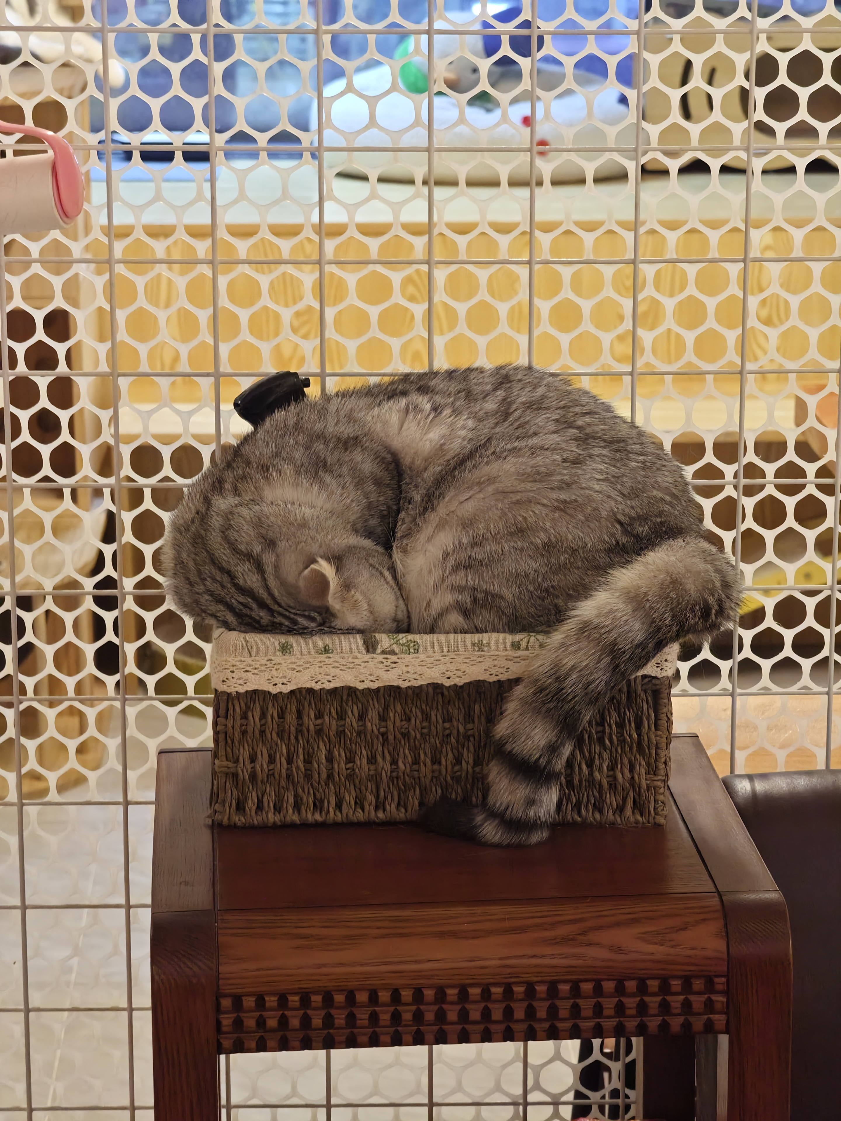 淘淘 相册