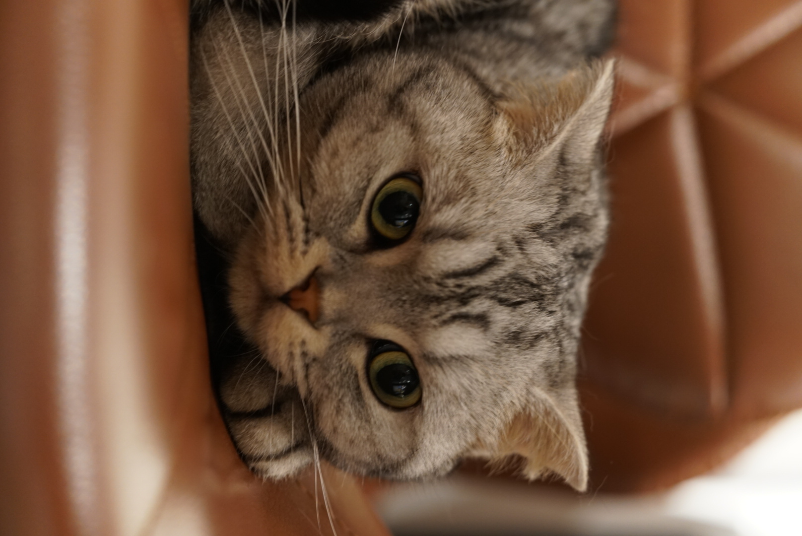 淘淘 相册