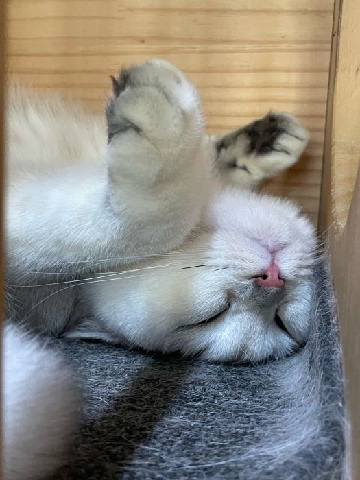 珍珠小姐 相册