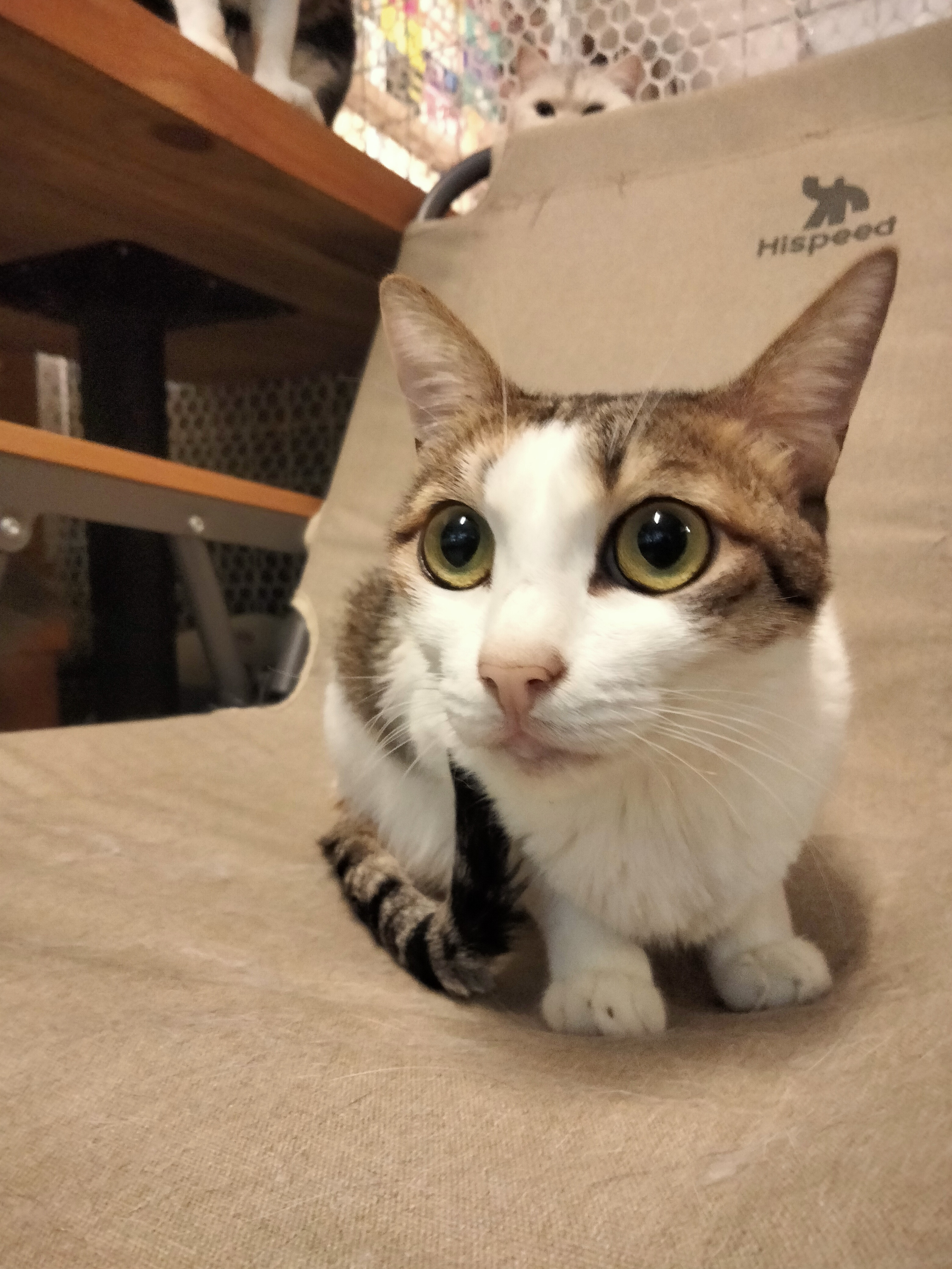 甜豆 相册