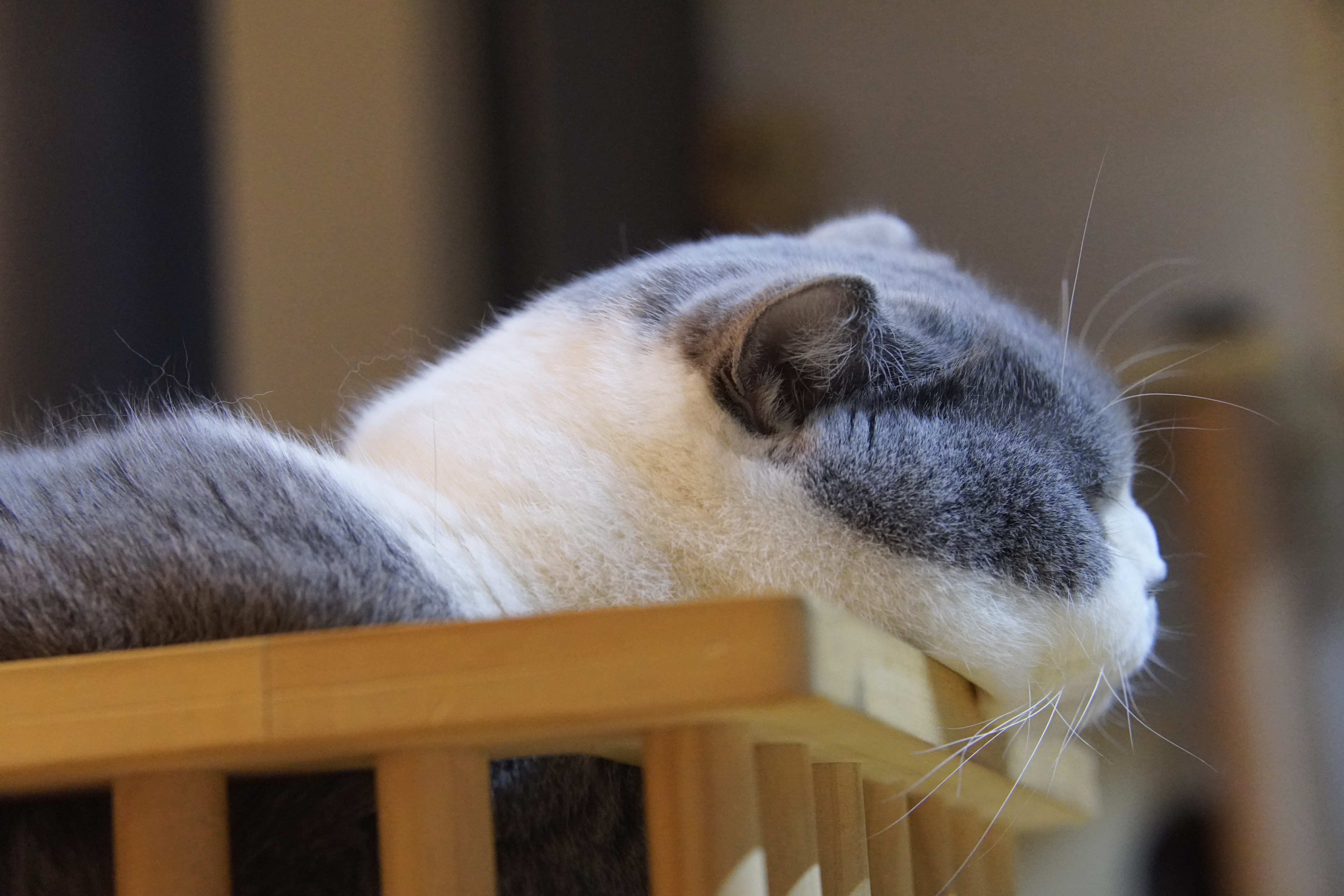 肥妹 相册