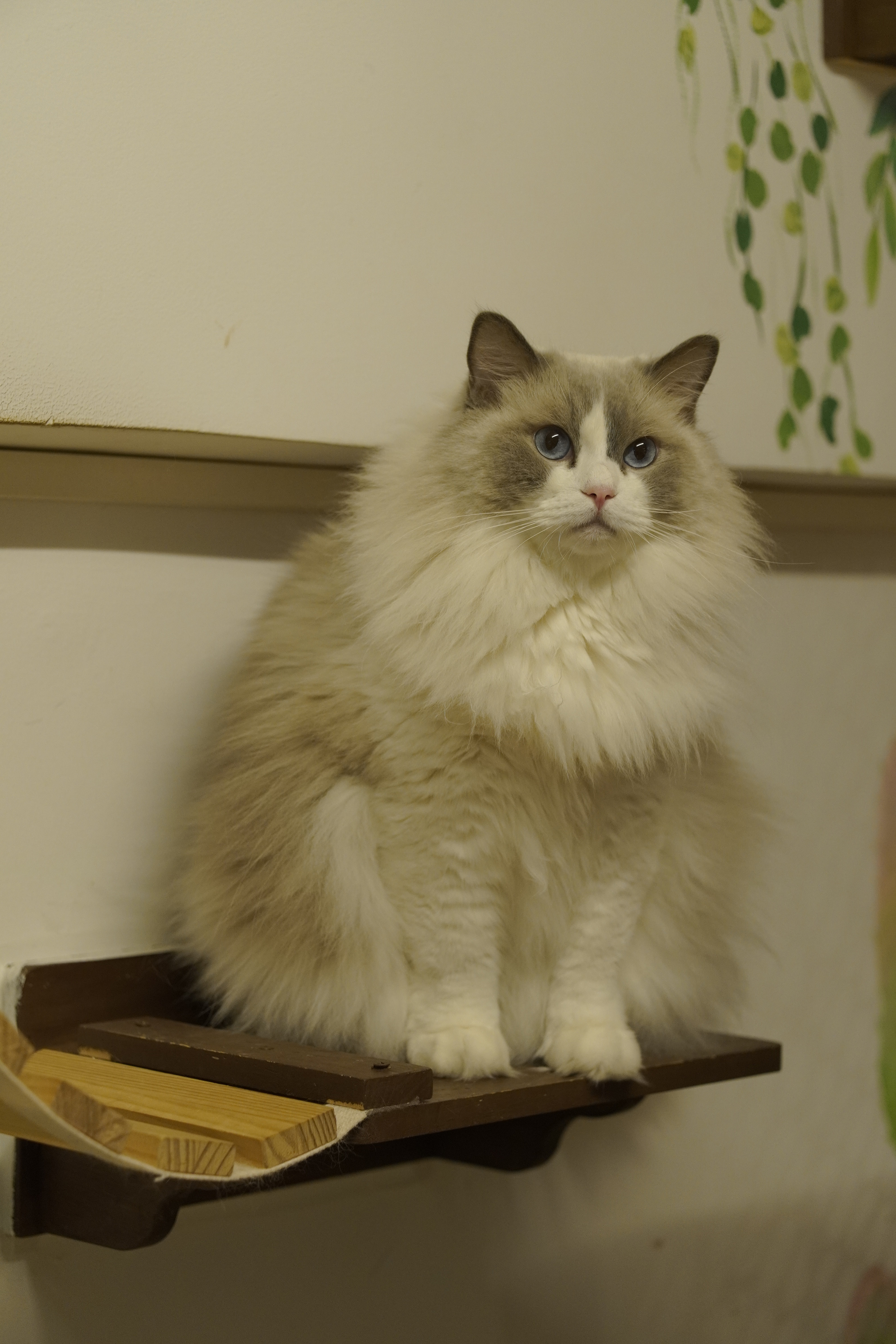 雪球 相册