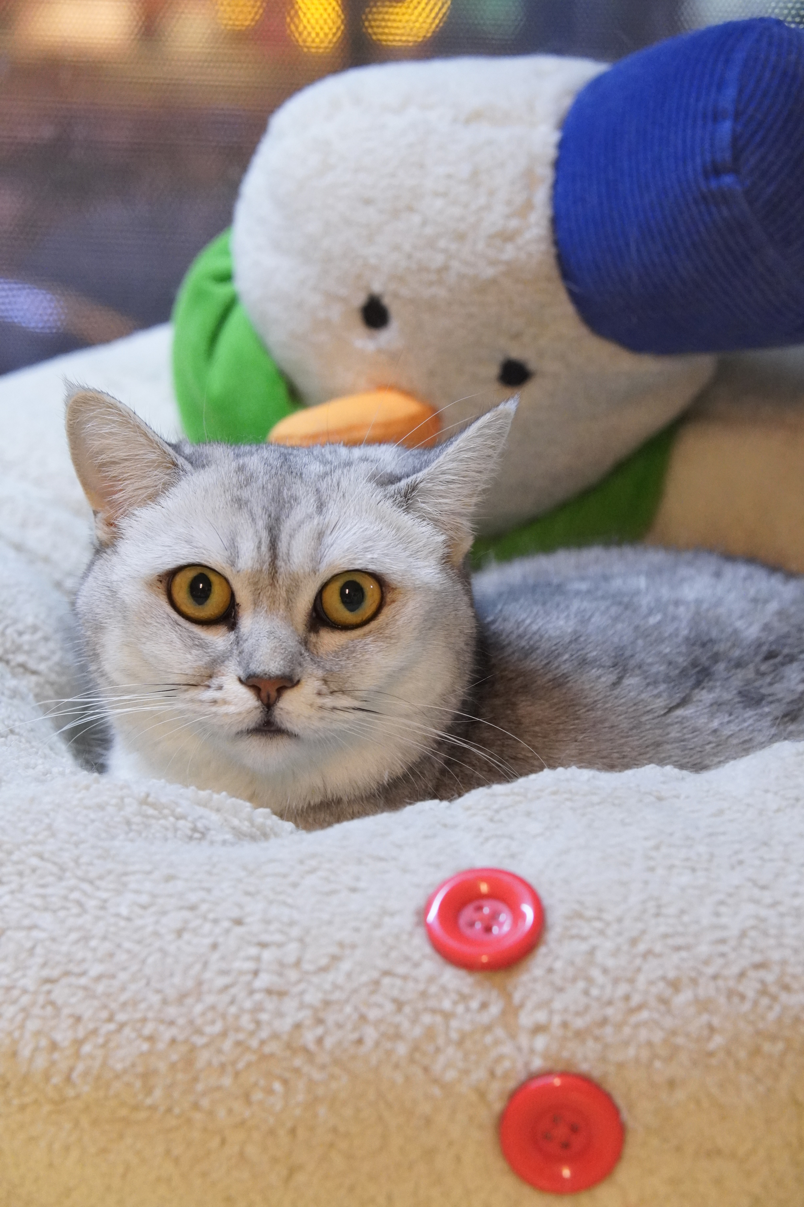 Ami 相册