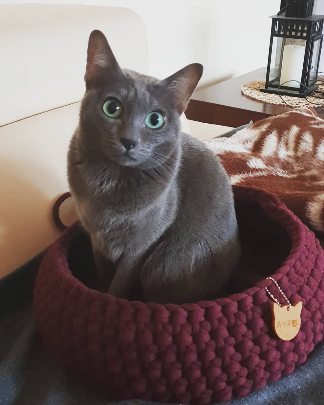 科拉特猫