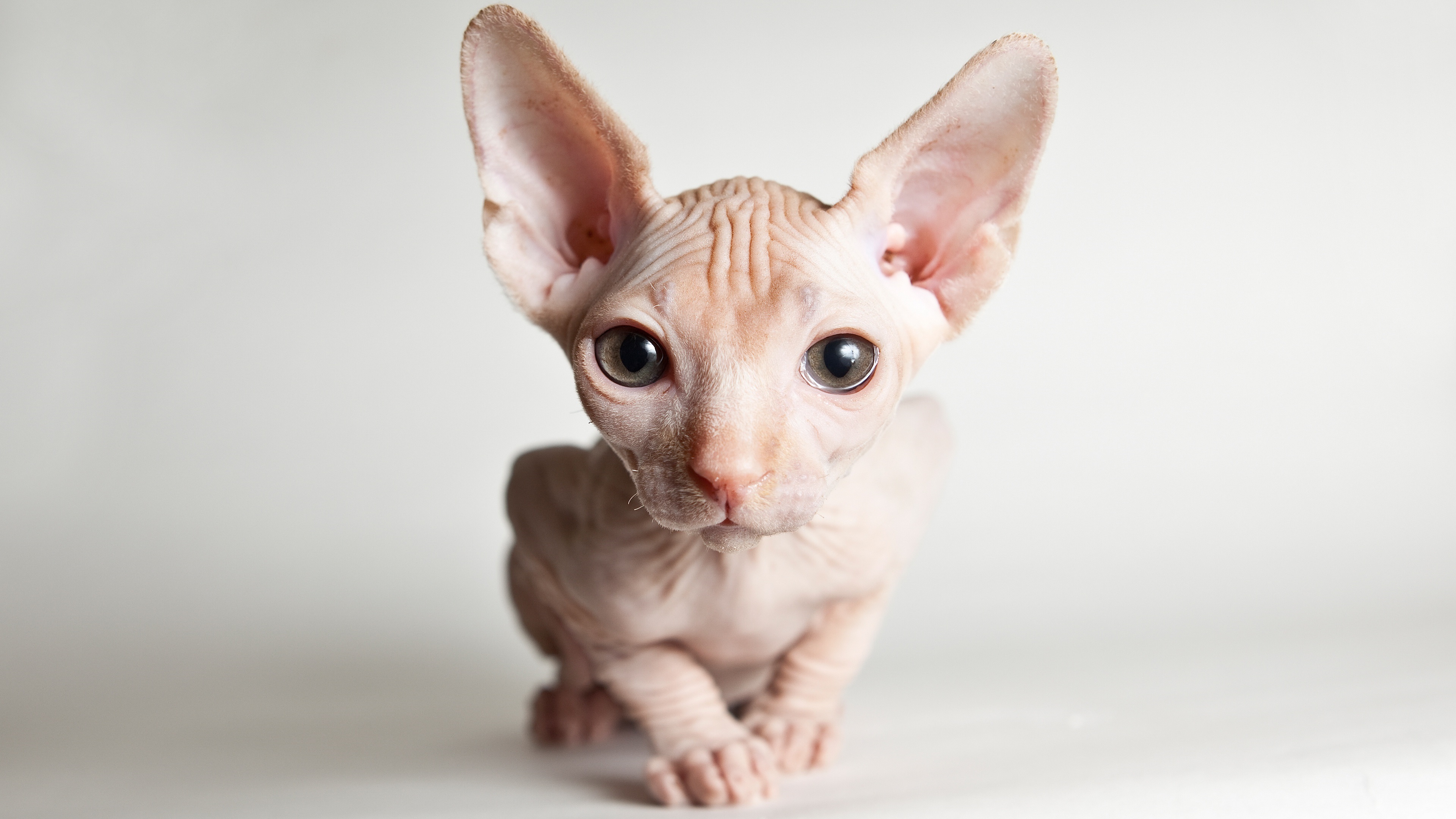 斯芬克斯猫