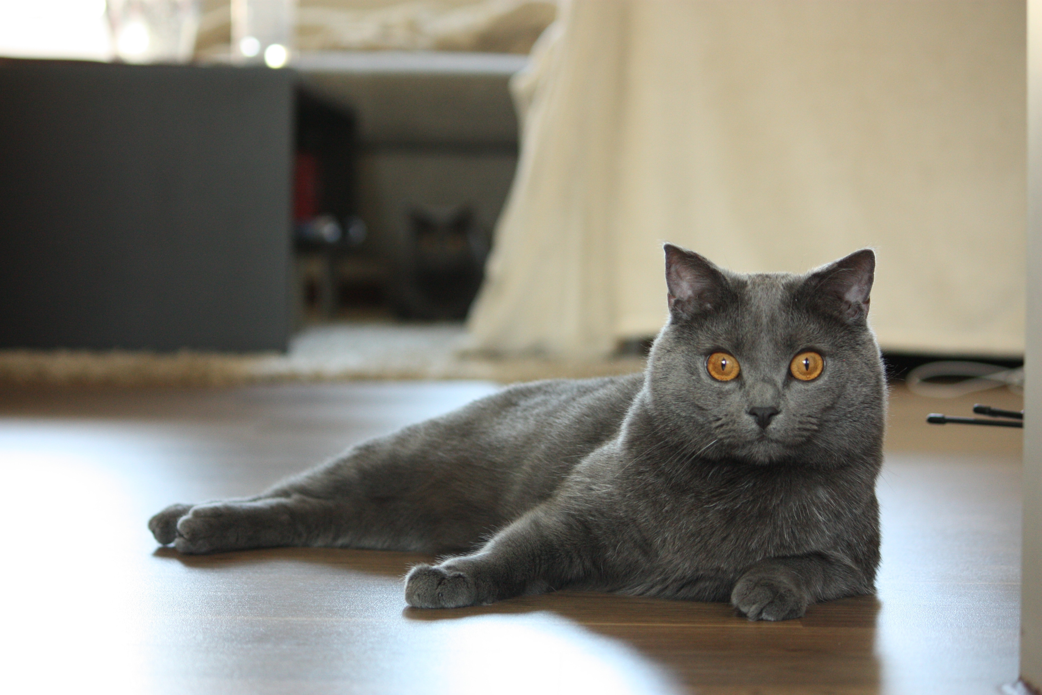 夏特尔猫