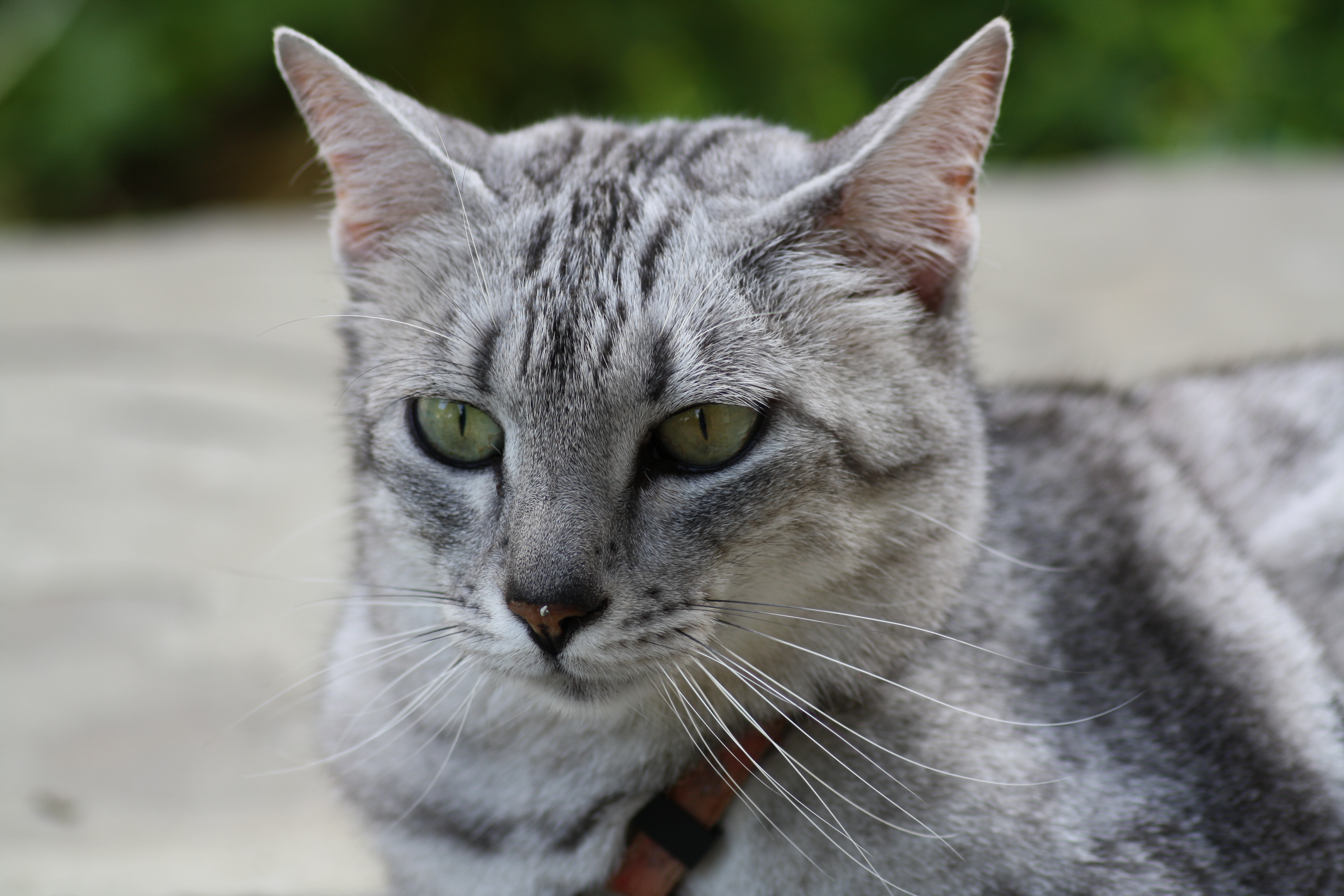 埃及猫