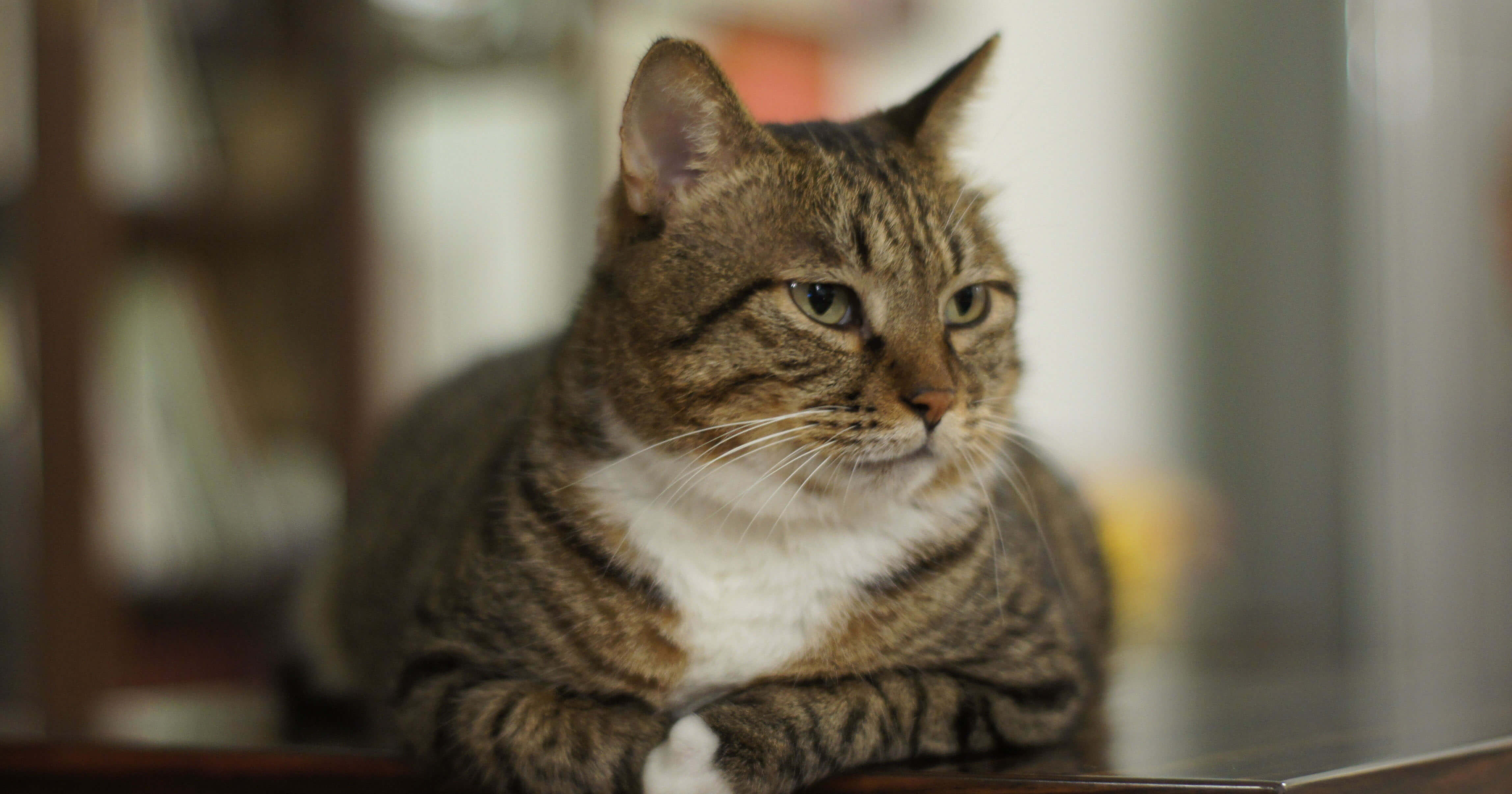 美国短尾猫