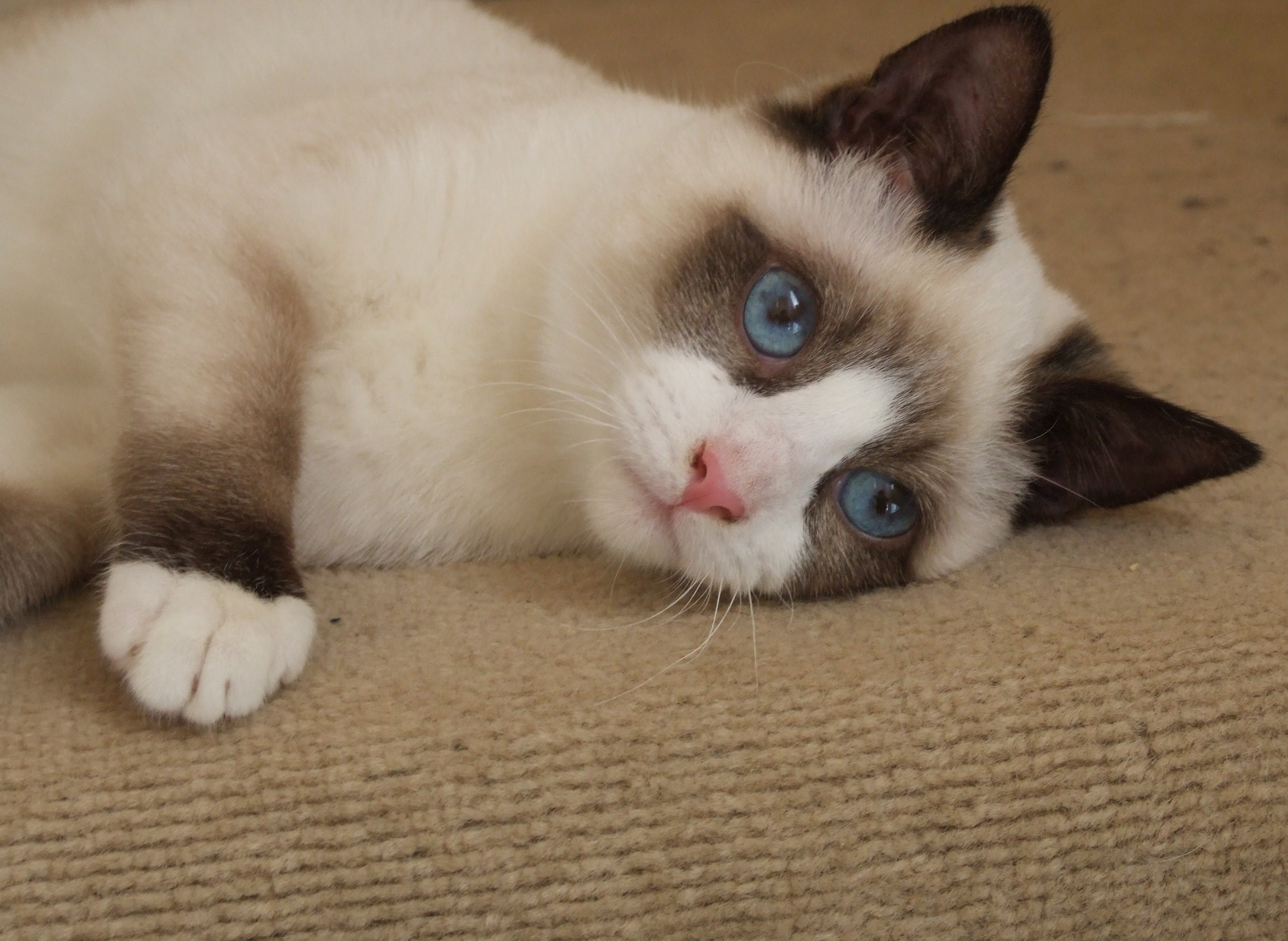 雪鞋猫
