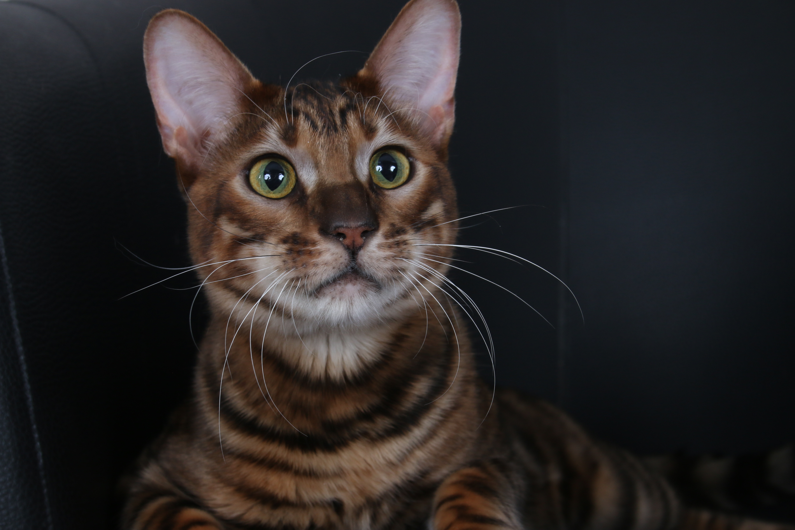 玩具虎猫