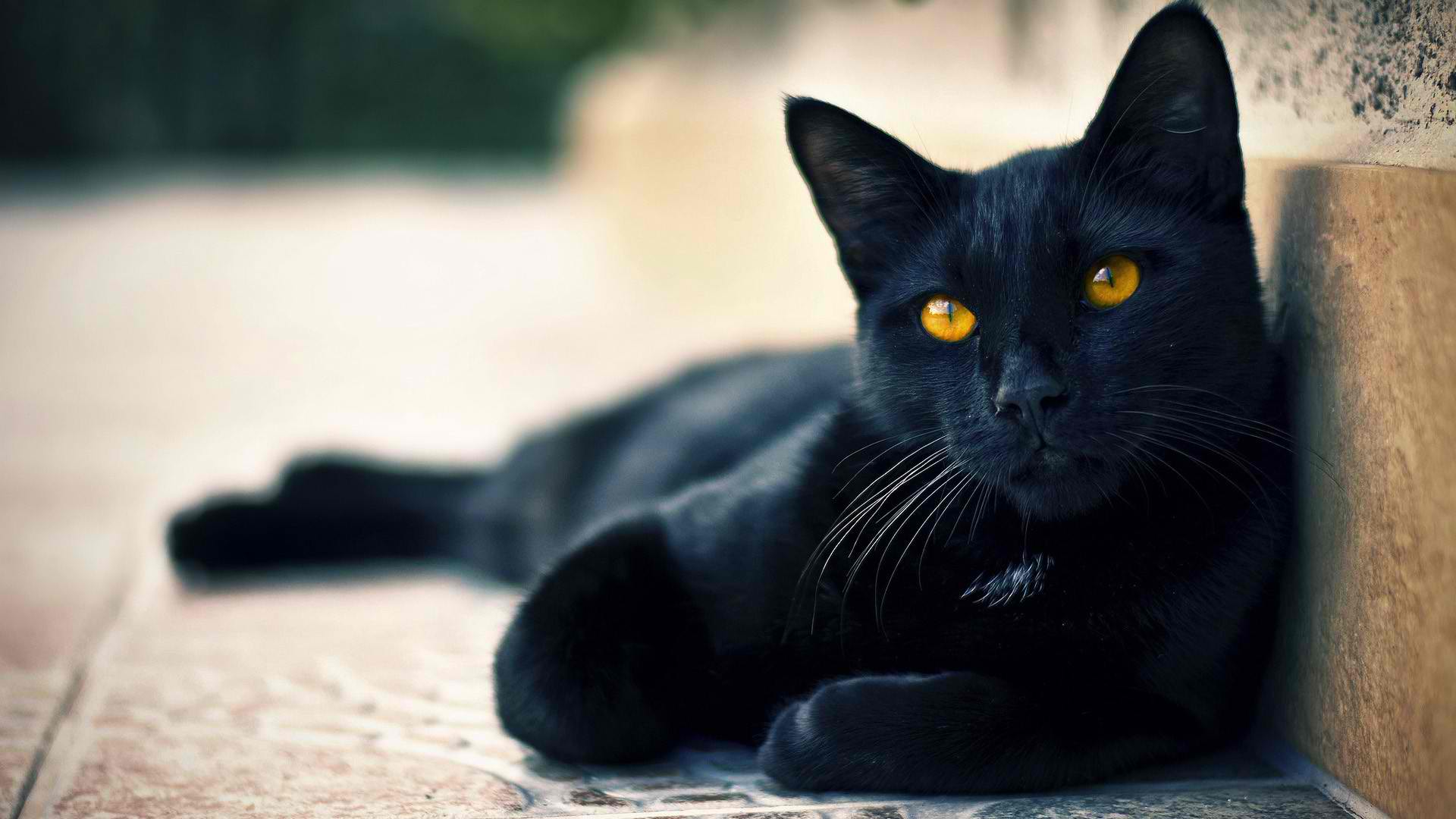 孟买猫