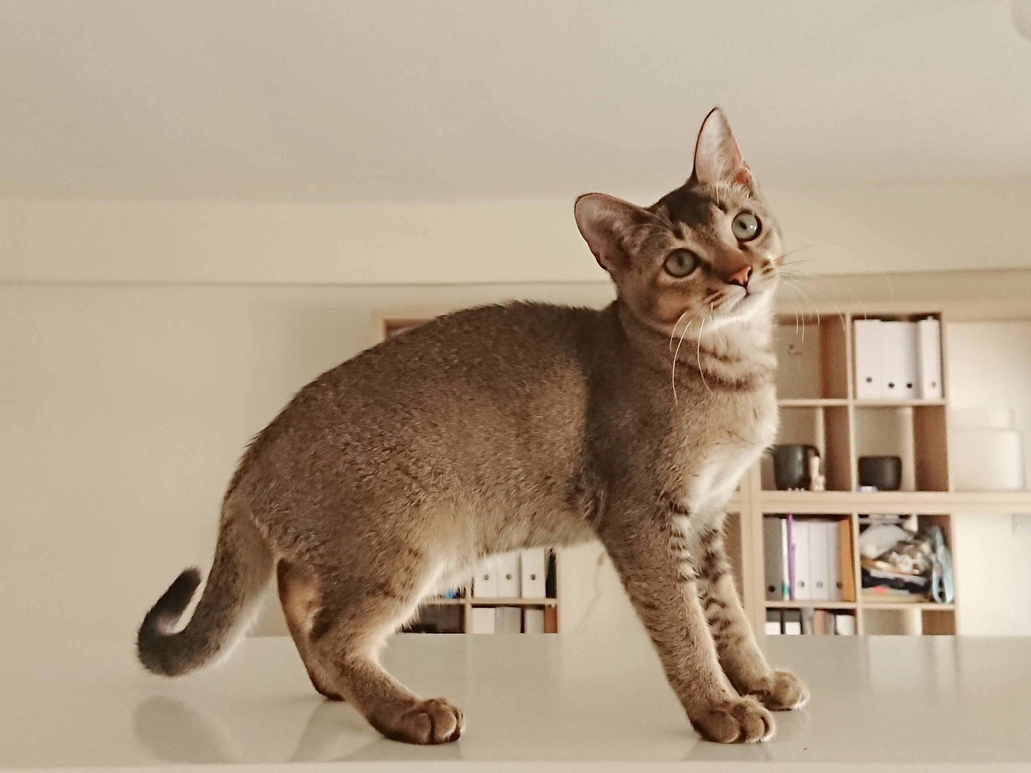 新加坡猫