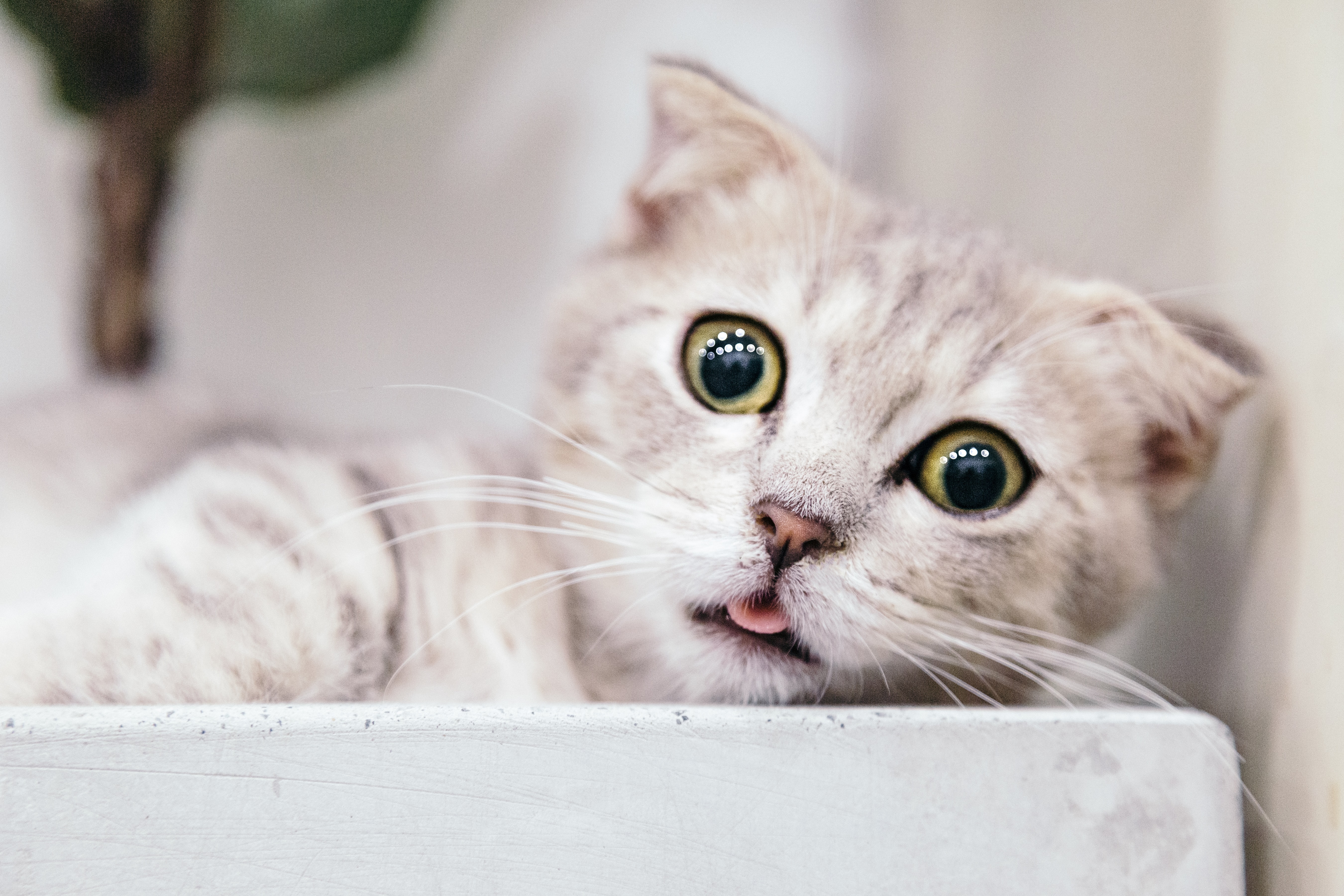 西伯利亚猫