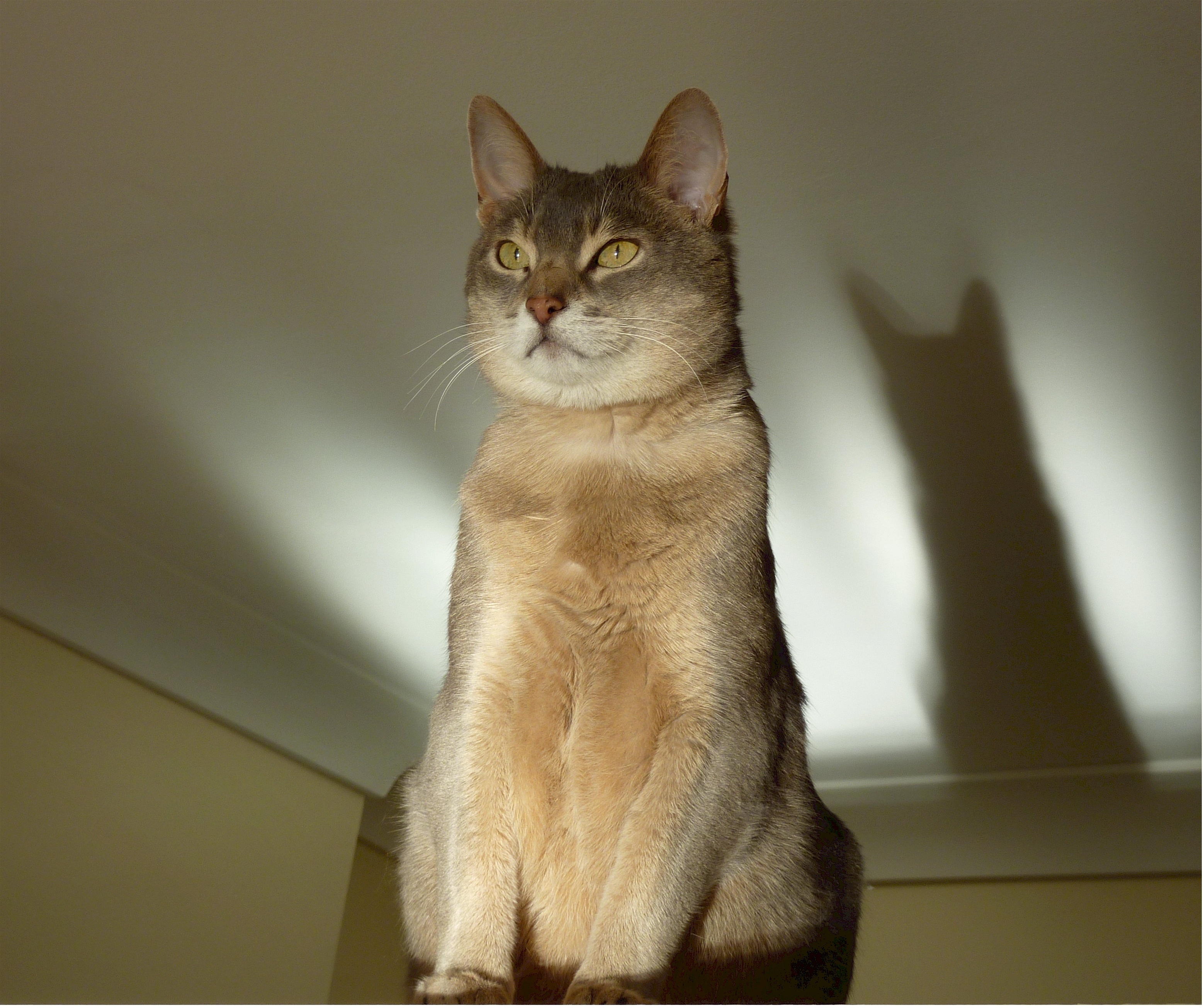 阿比西尼亚猫