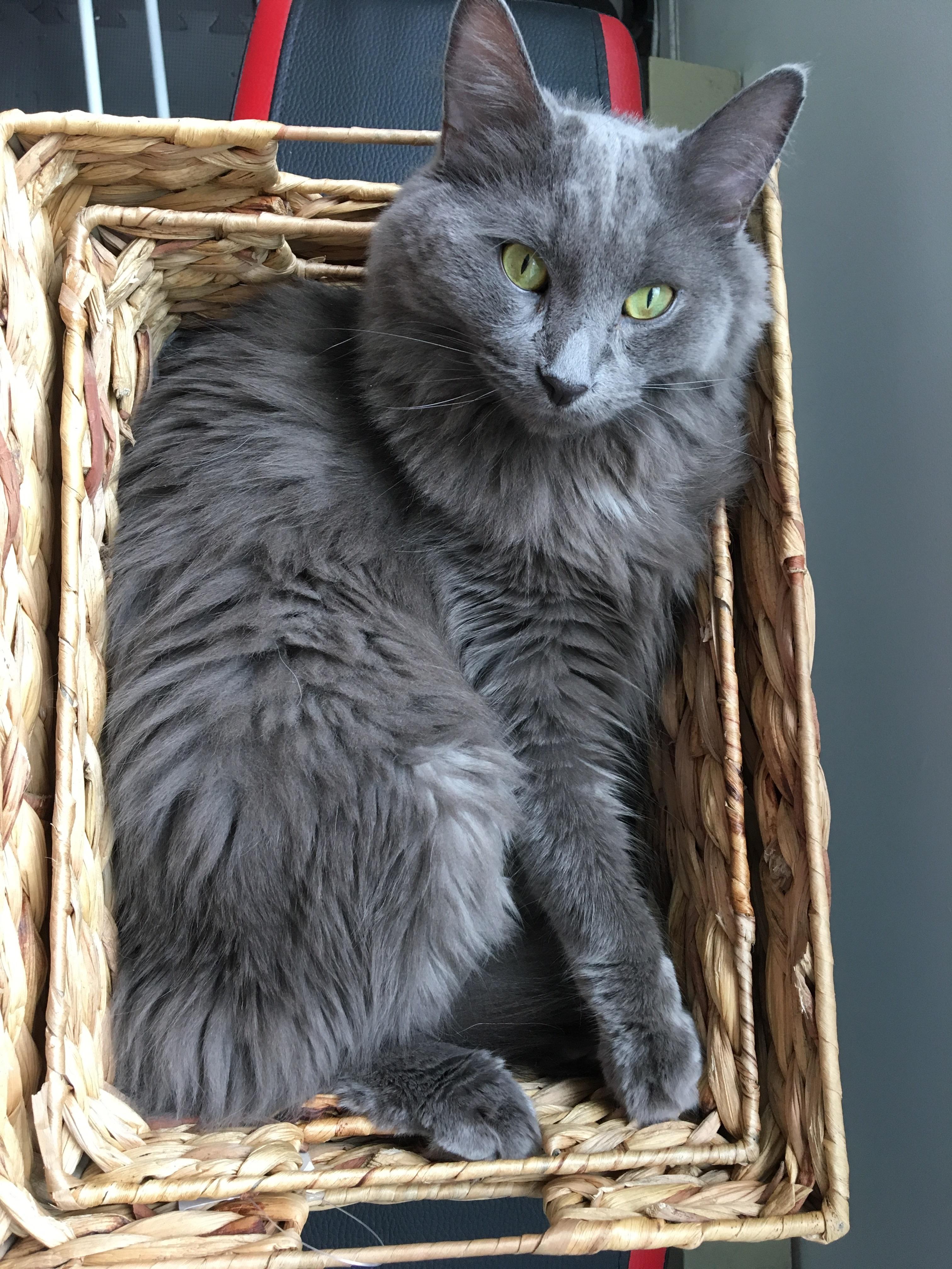 内华达猫