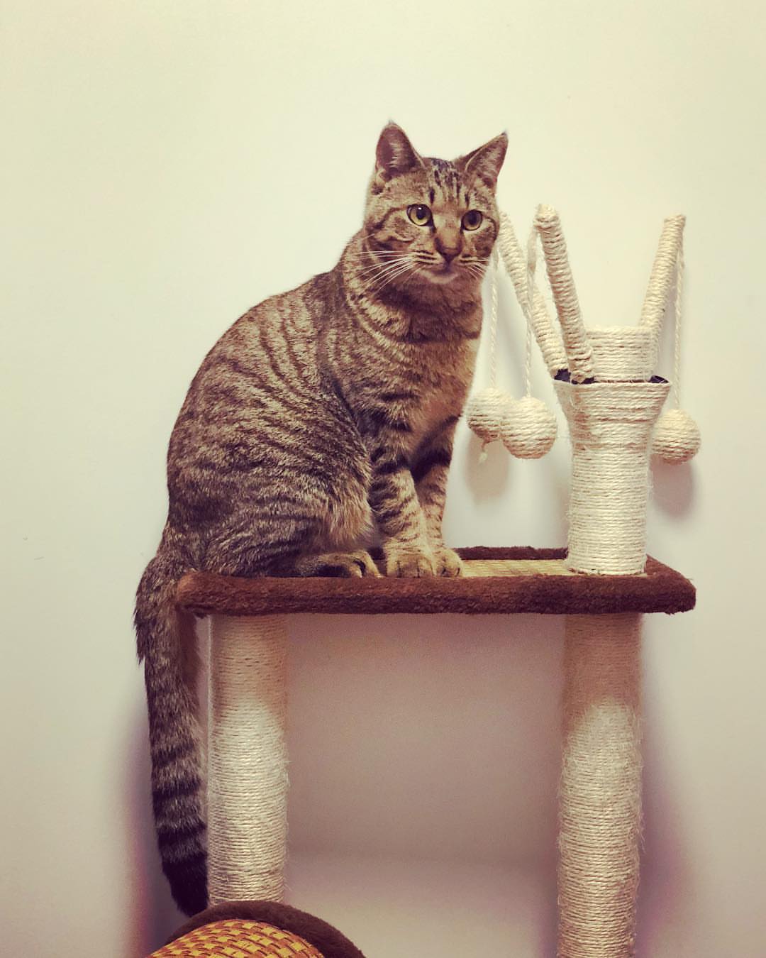 狸花猫