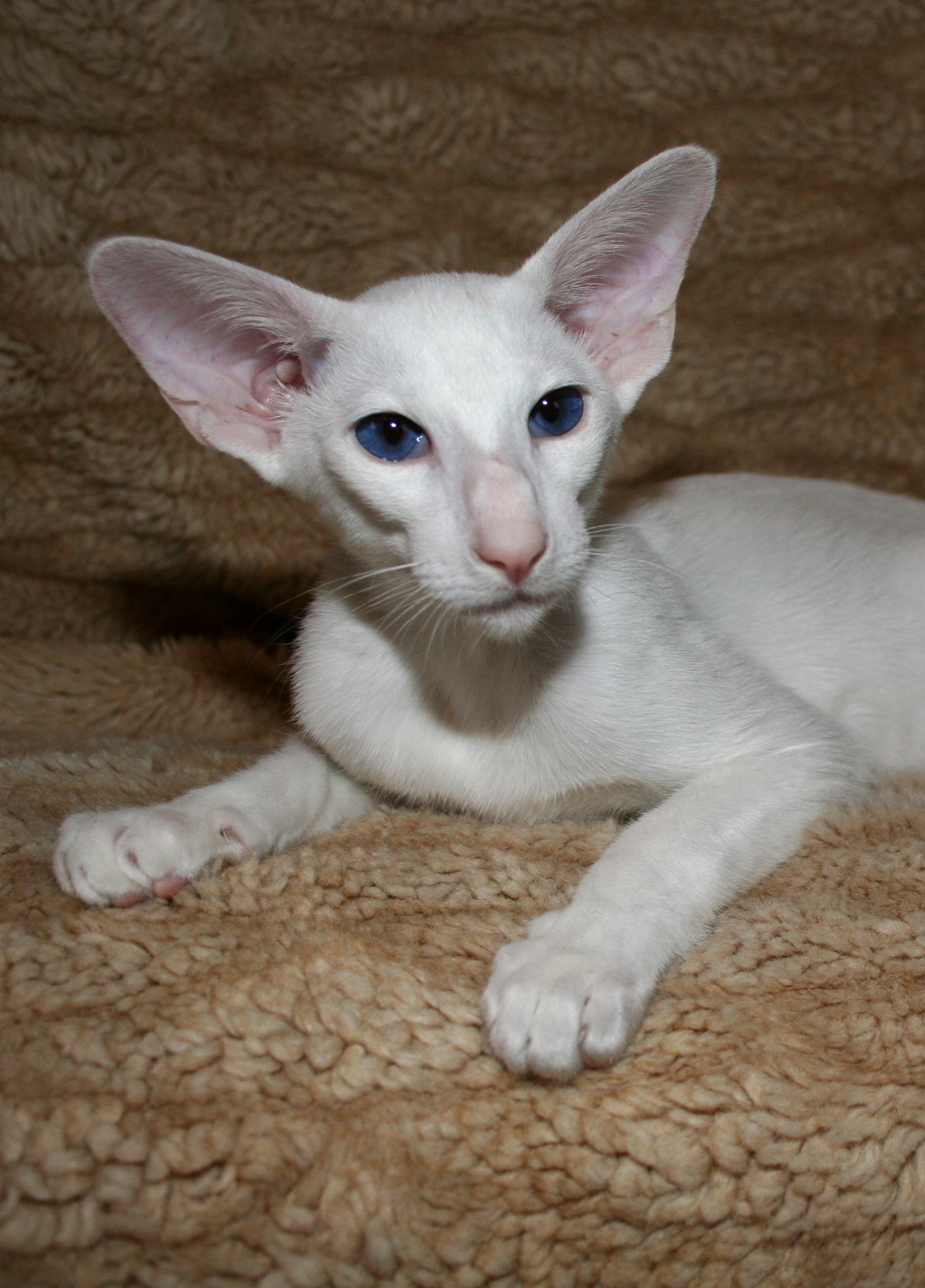 东方短毛猫