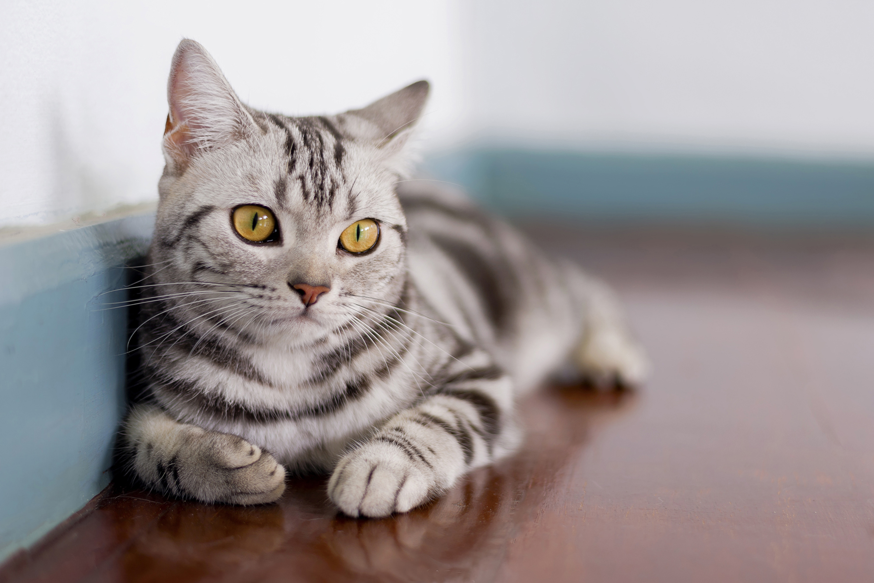 美国短毛猫