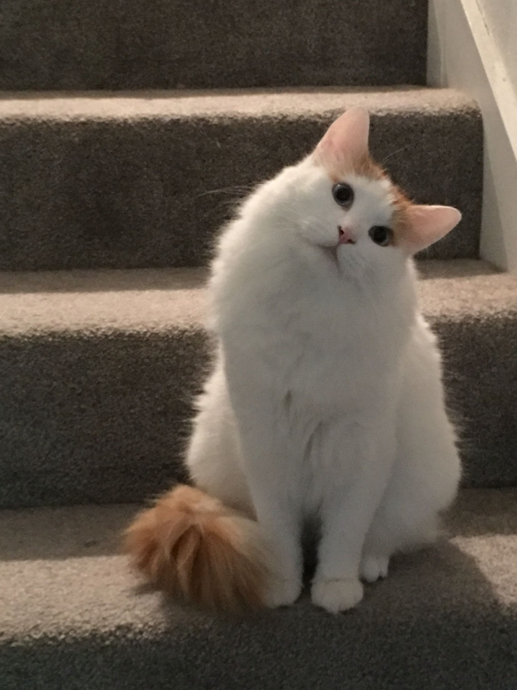 土耳其梵猫
