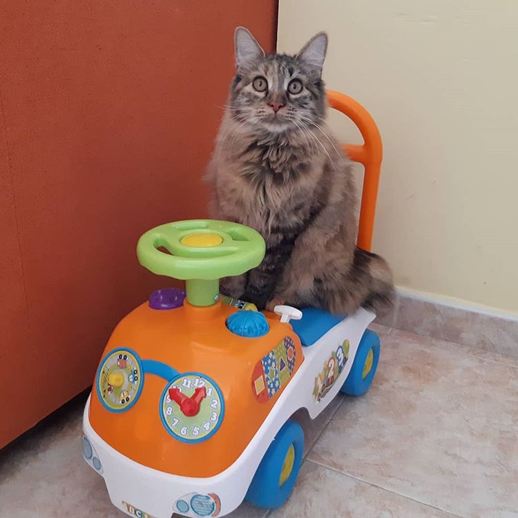 千岛短尾猫