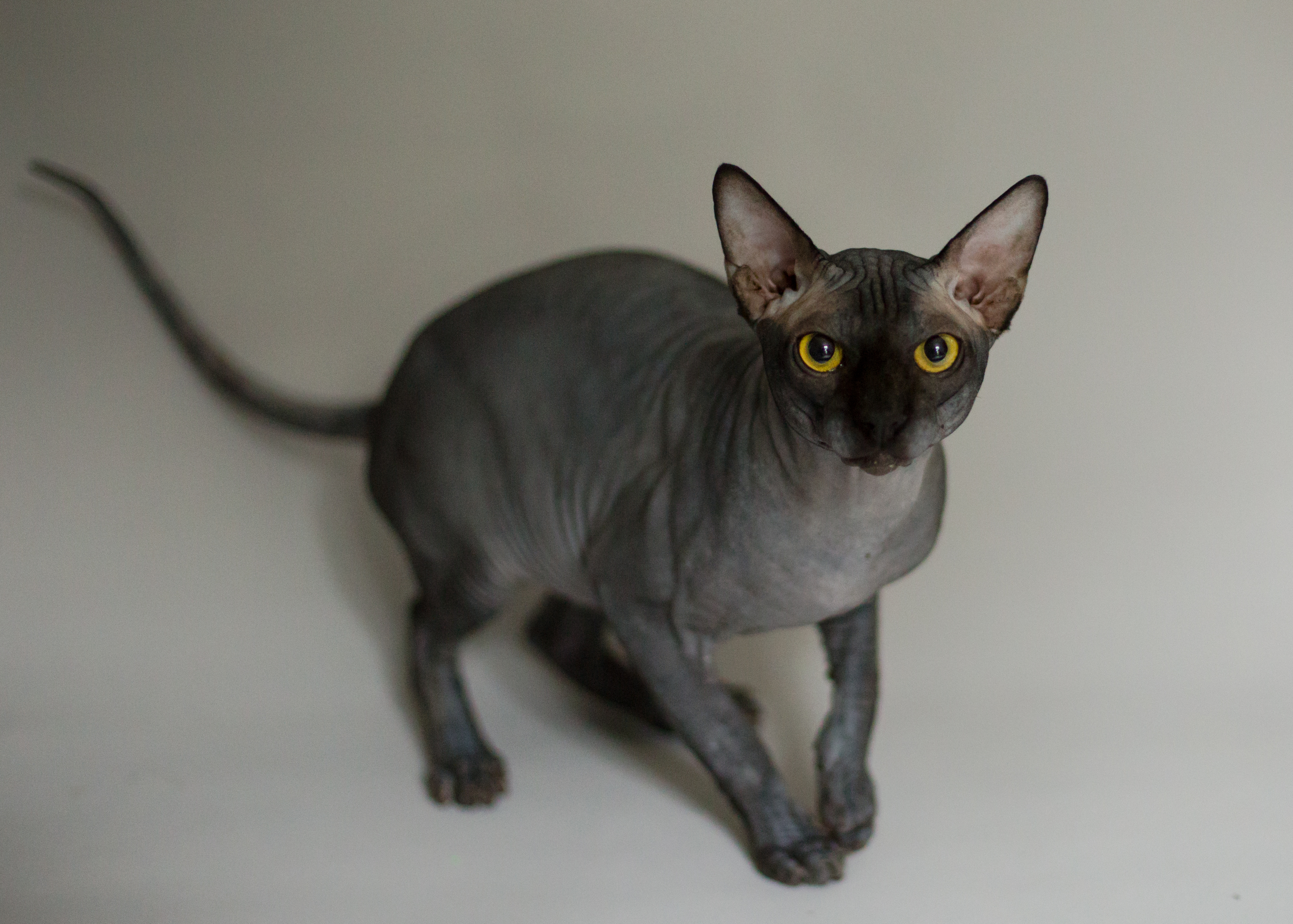 班比诺猫
