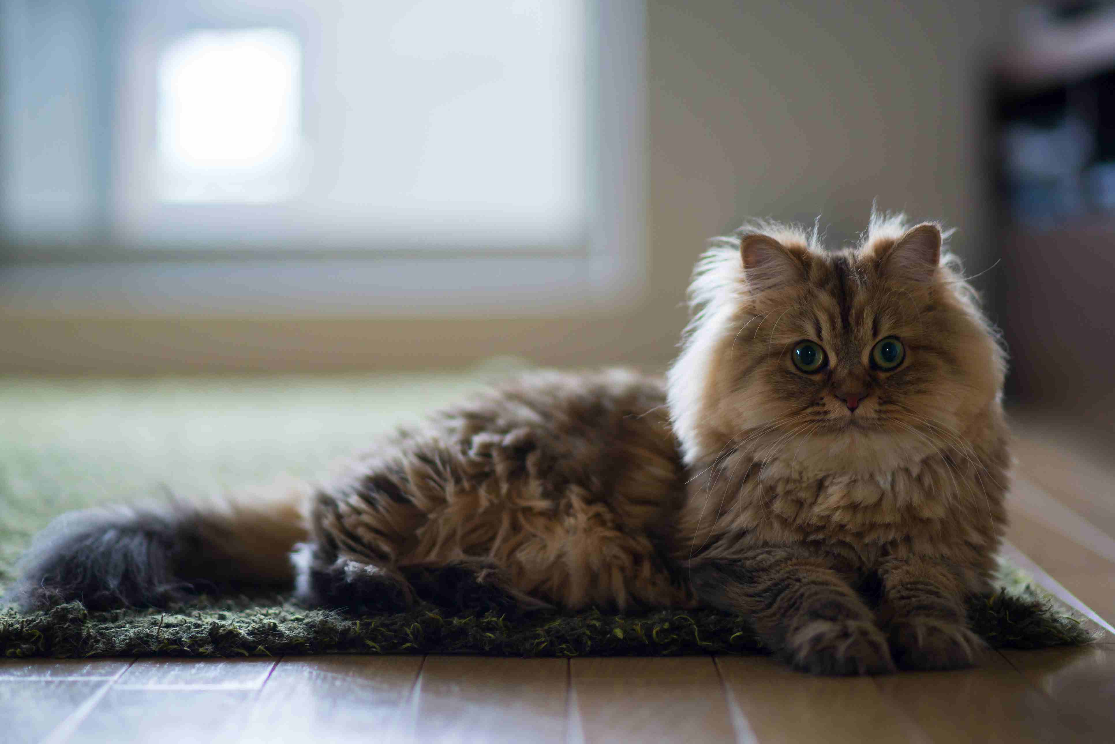 波斯猫