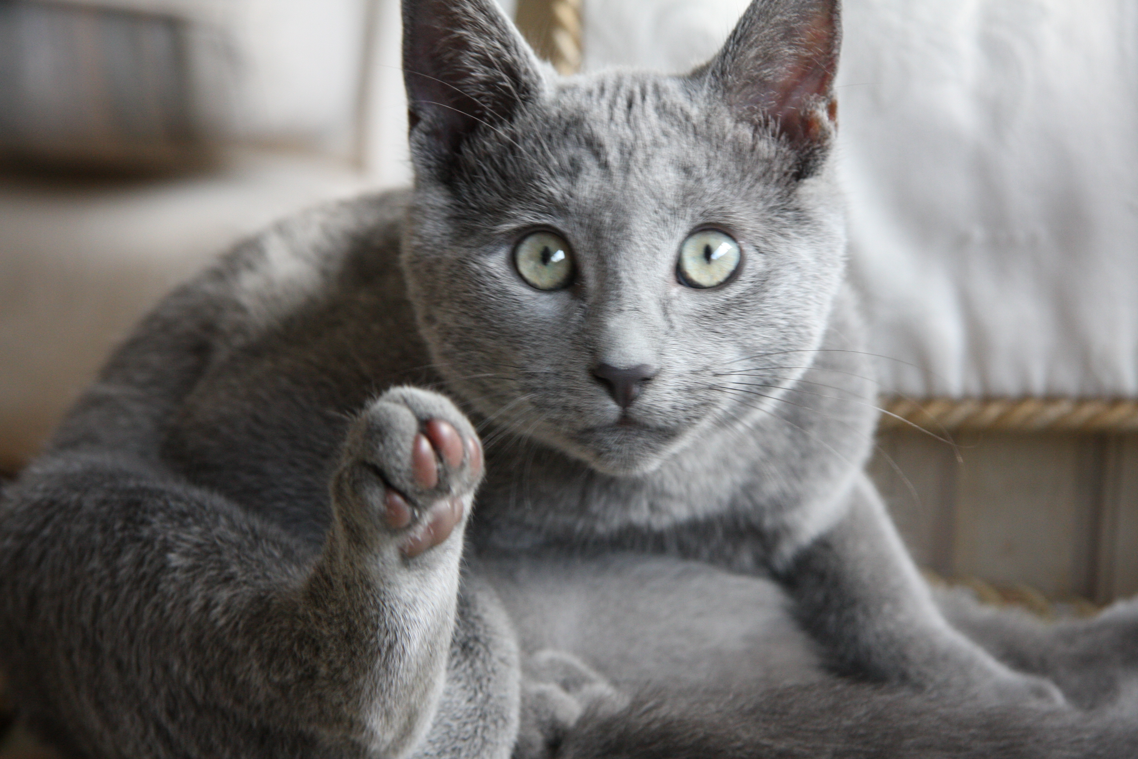 俄罗斯蓝猫
