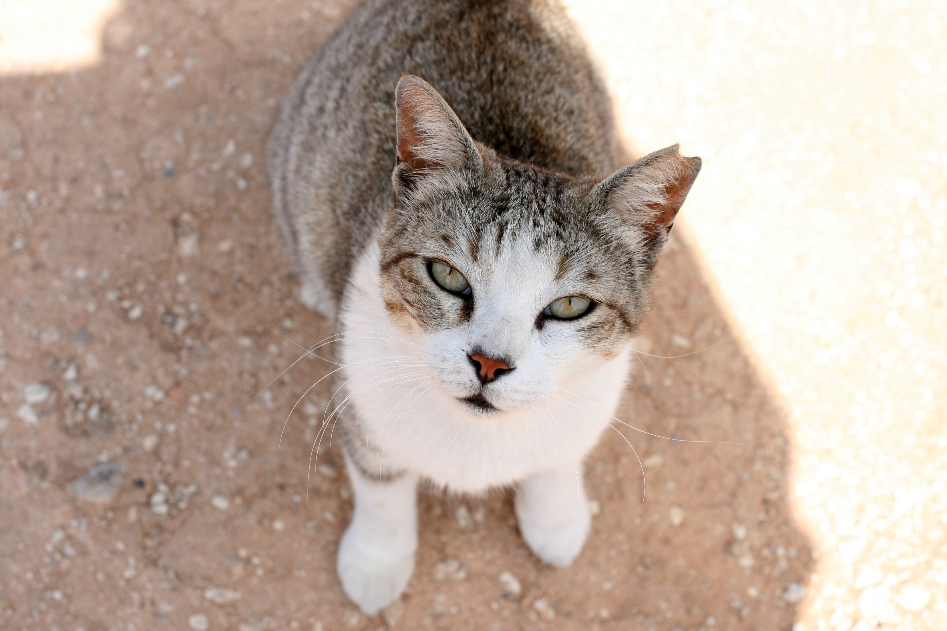 塞浦路斯猫