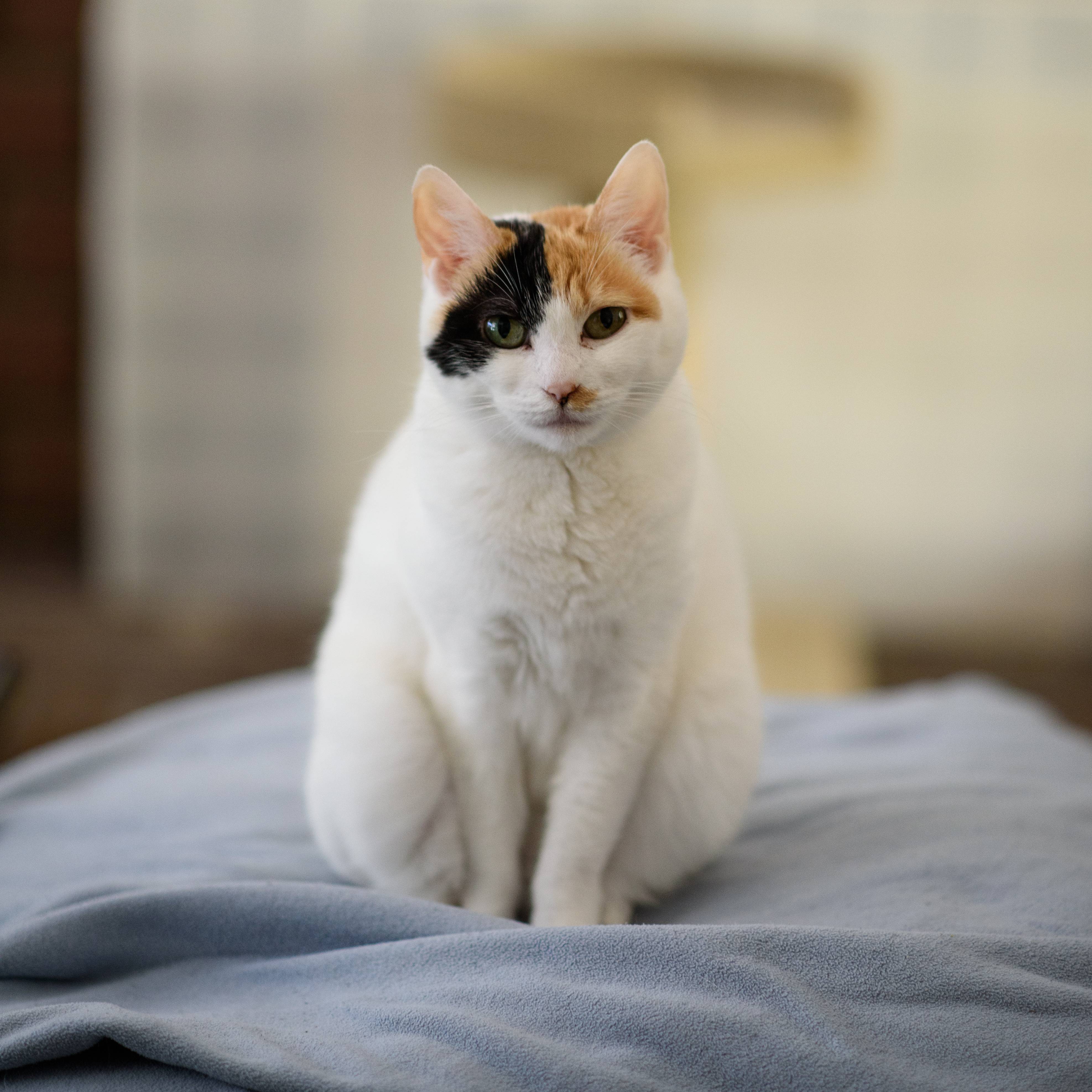 日本短尾猫