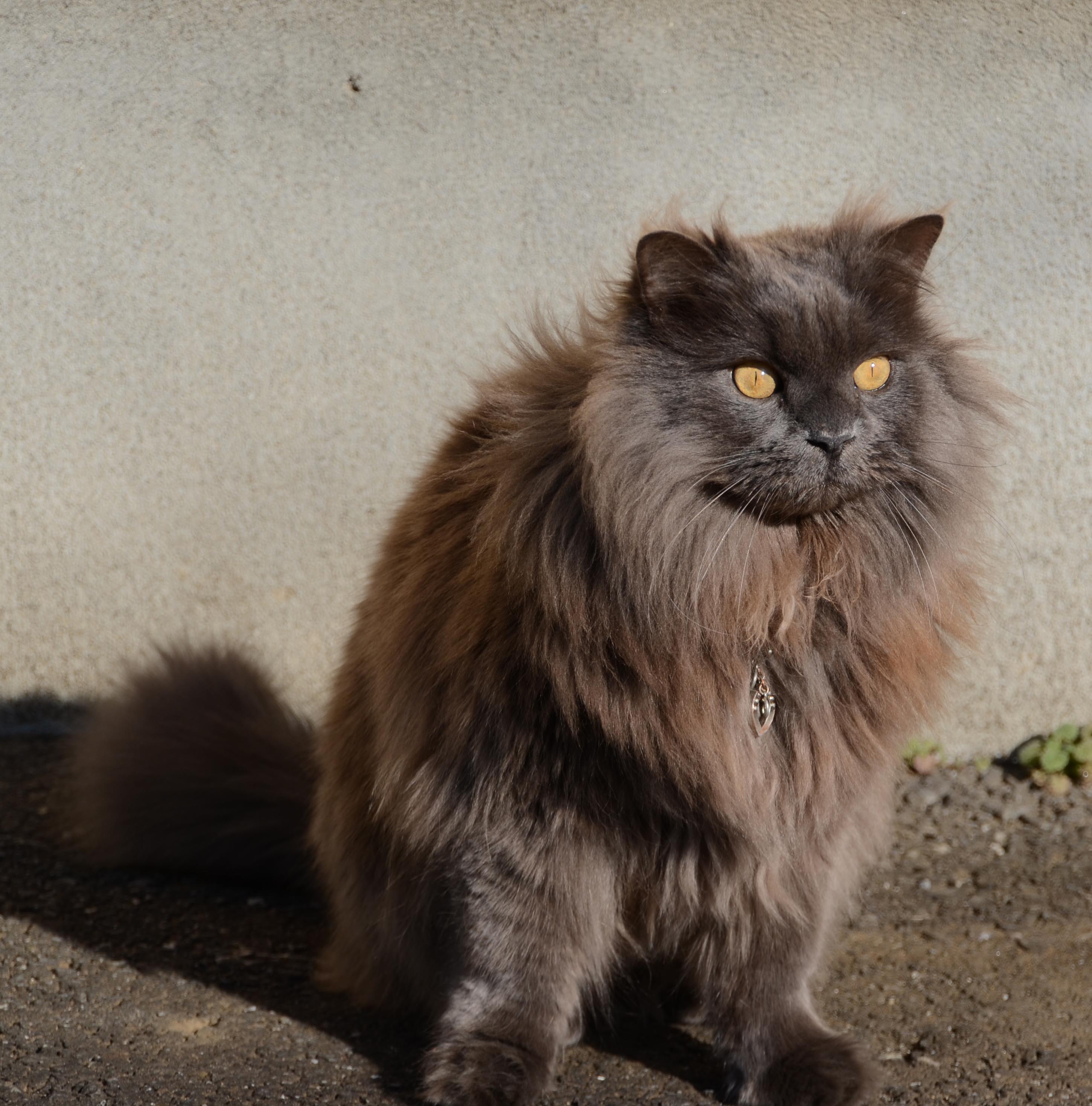 蒂芙尼猫